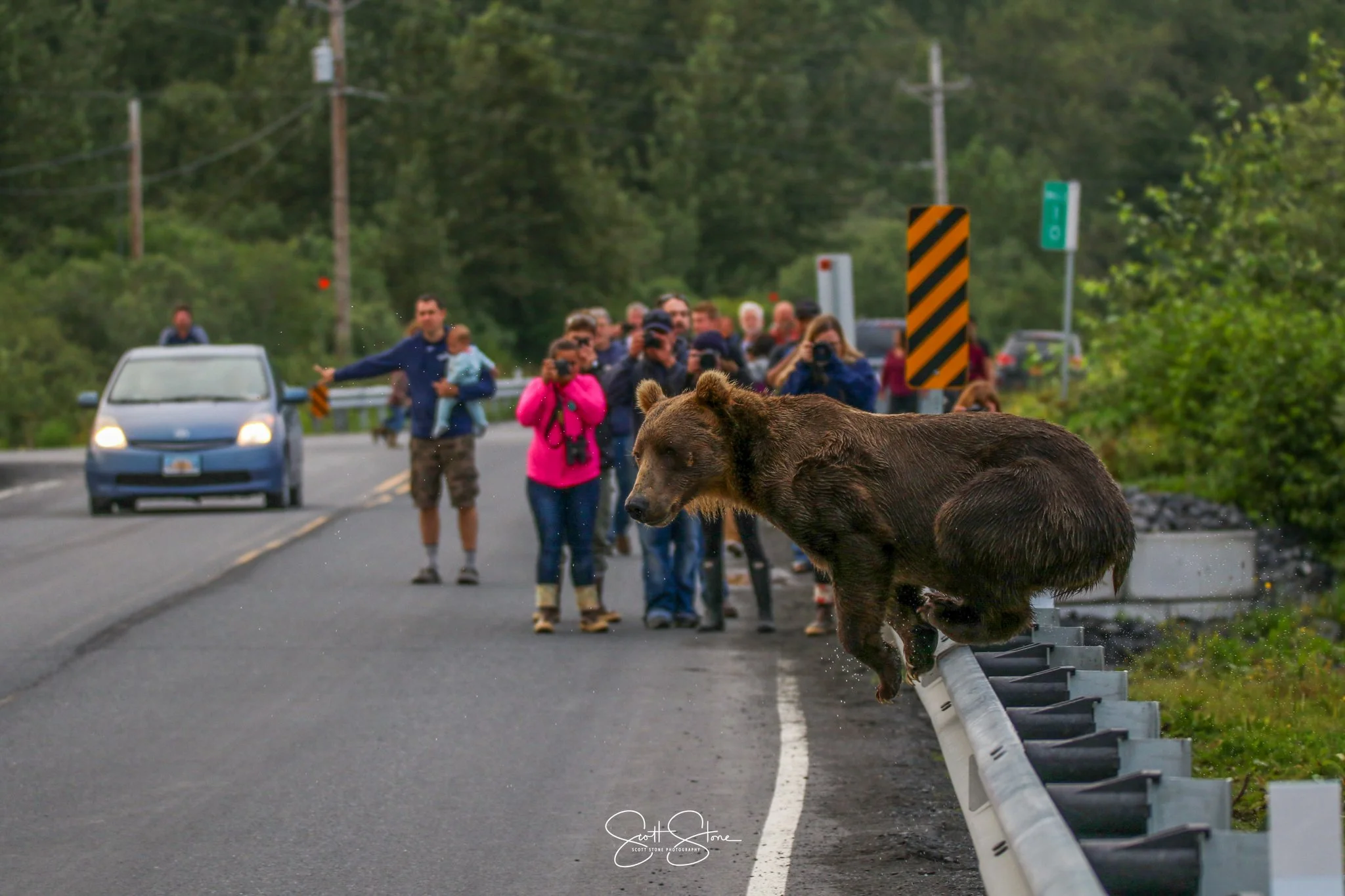 A bear is jumping over a guardrail on the side of a road with a group of people and some cars in the background.