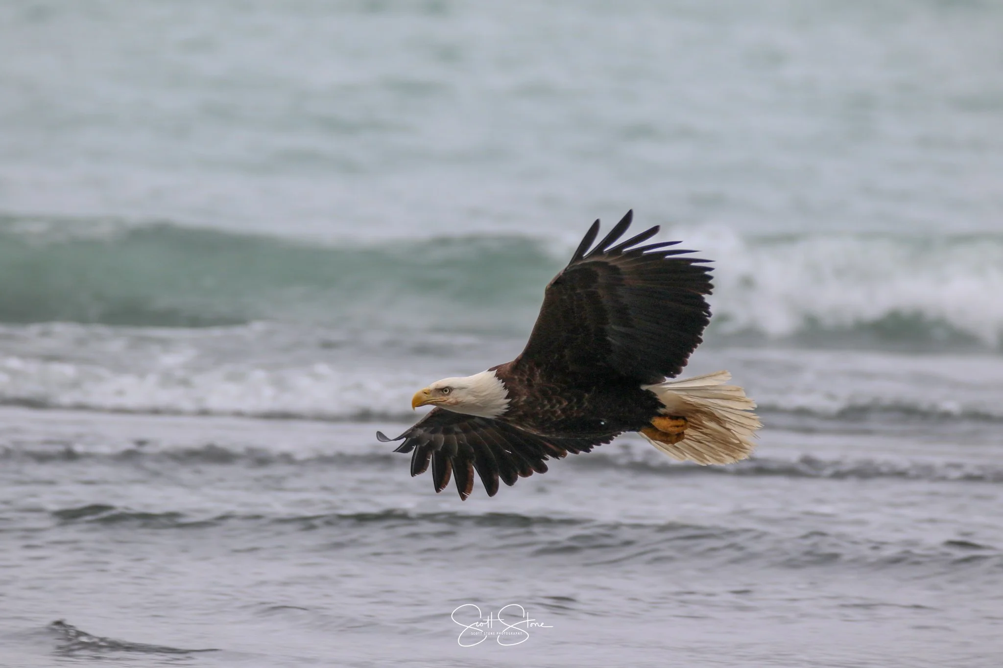 A bald eagle flying low over a body of water with waves in the background.