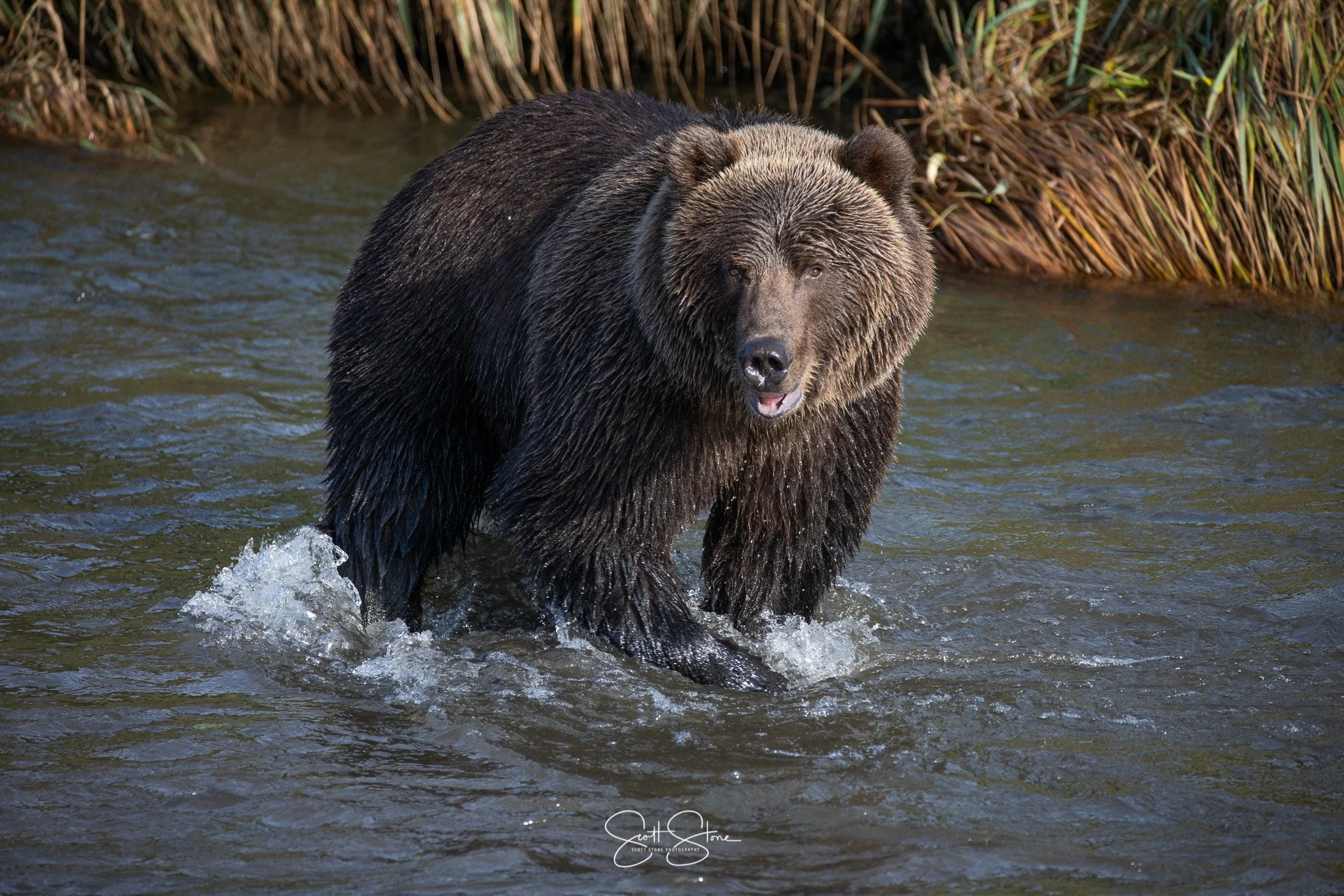 A brown bear wading through a creek with water splashing around its legs, surrounded by dense vegetation.