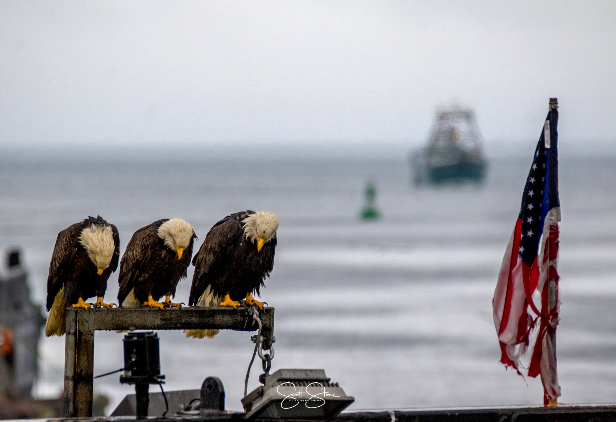Three bald eagles perched on a metal railing near the water with a boat in the distance and a tattered American flag on a pole.