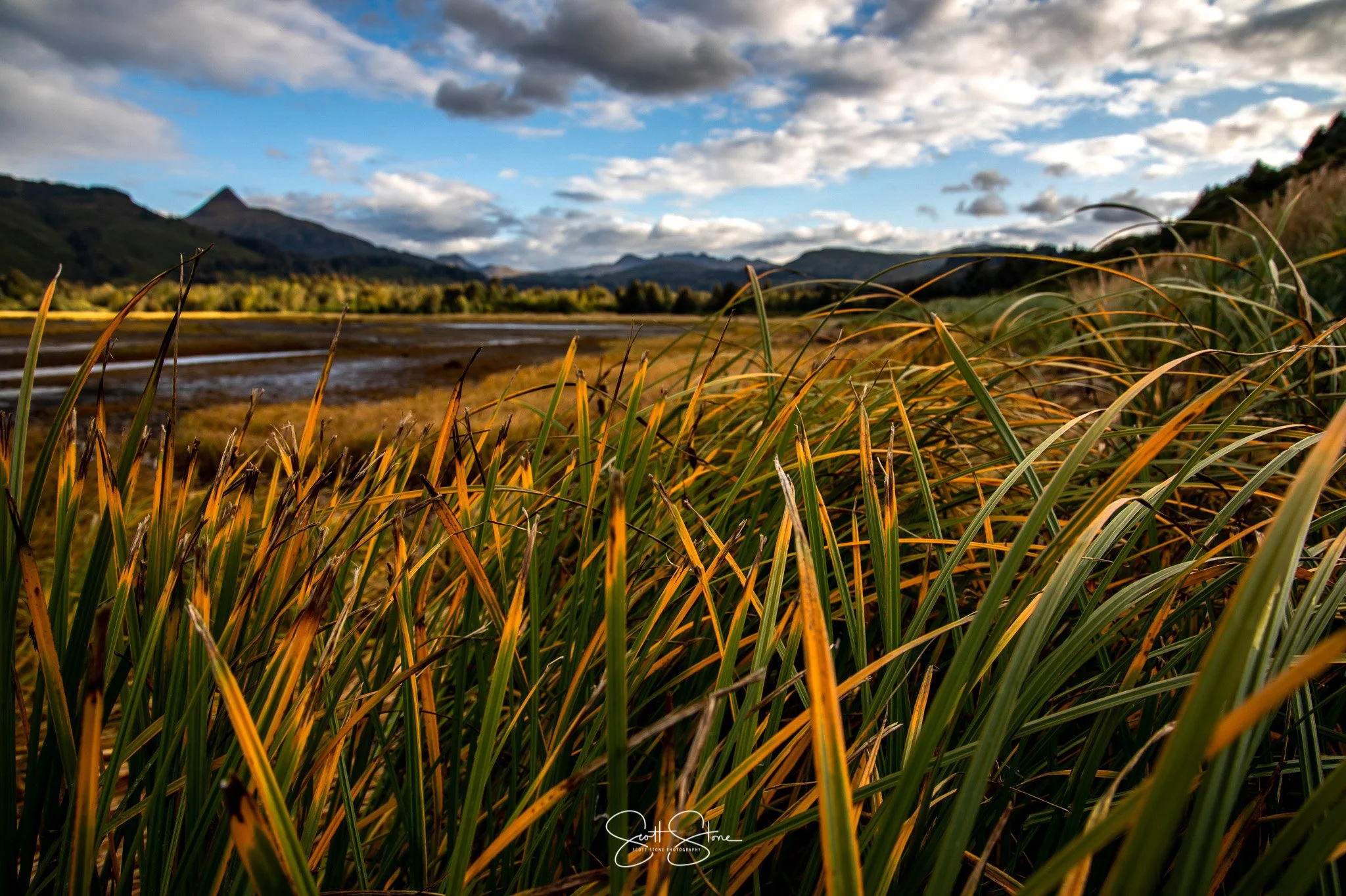 Close-up view of green and yellow grass in a natural landscape with mountains and cloudy sky in the background.
