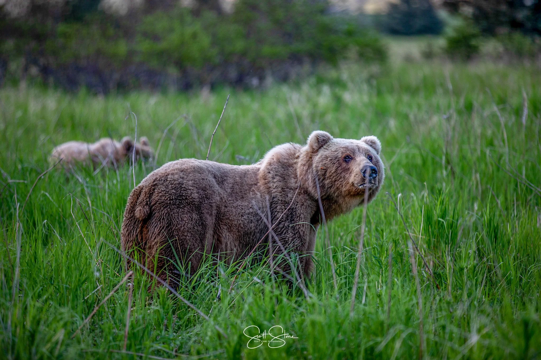 A brown bear standing in tall green grass with a second bear lying down in the background, surrounded by trees.