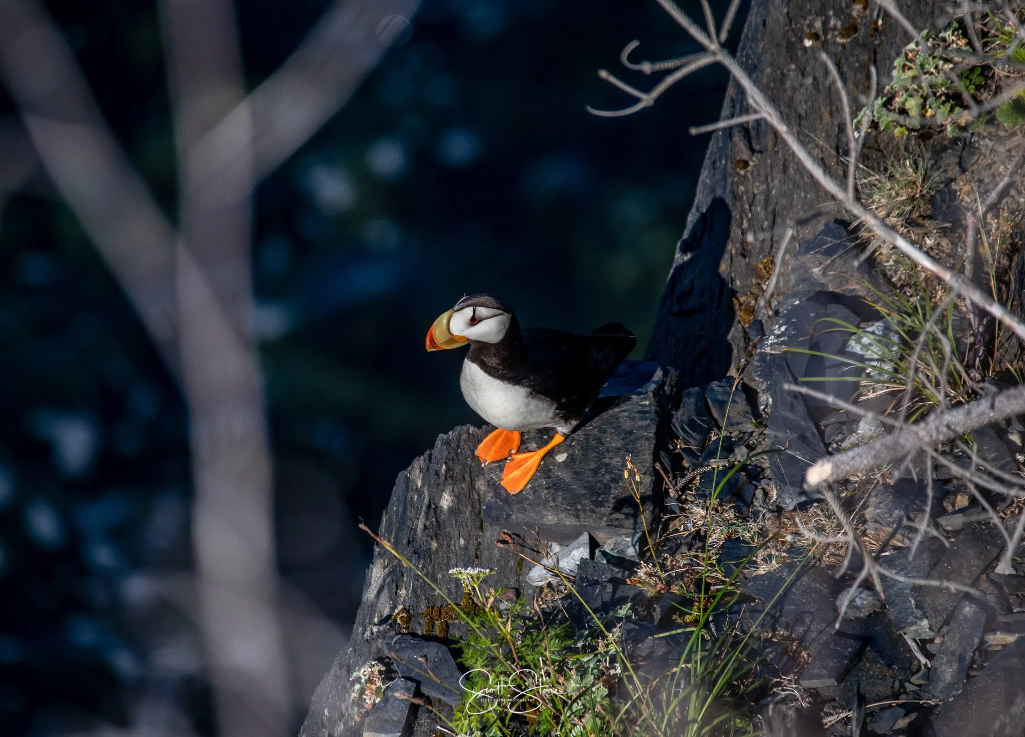 A puffin bird standing on a rocky cliff with dark background, some sparse grass and twigs nearby.