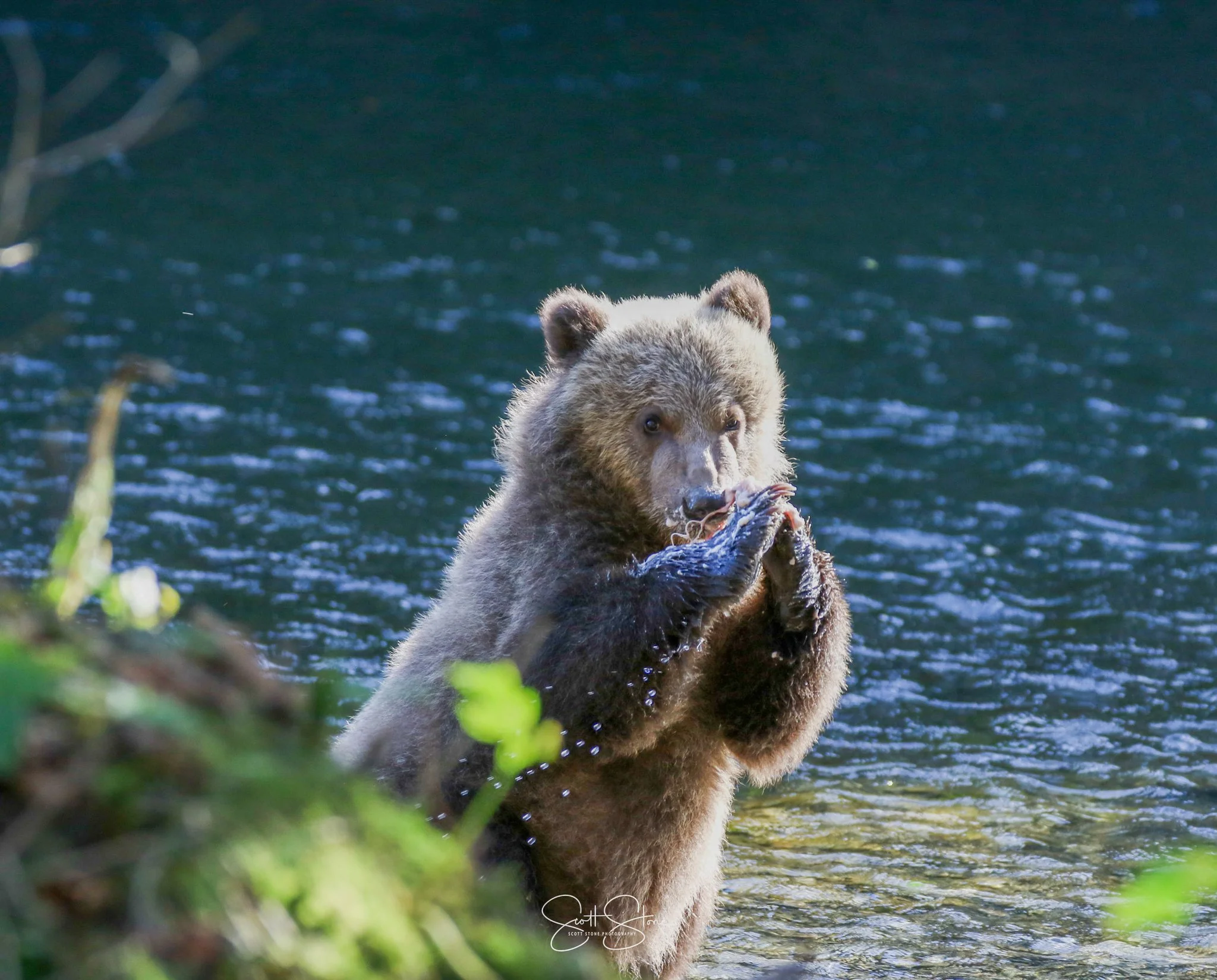 A bear standing in a river, holding and eating a fish.