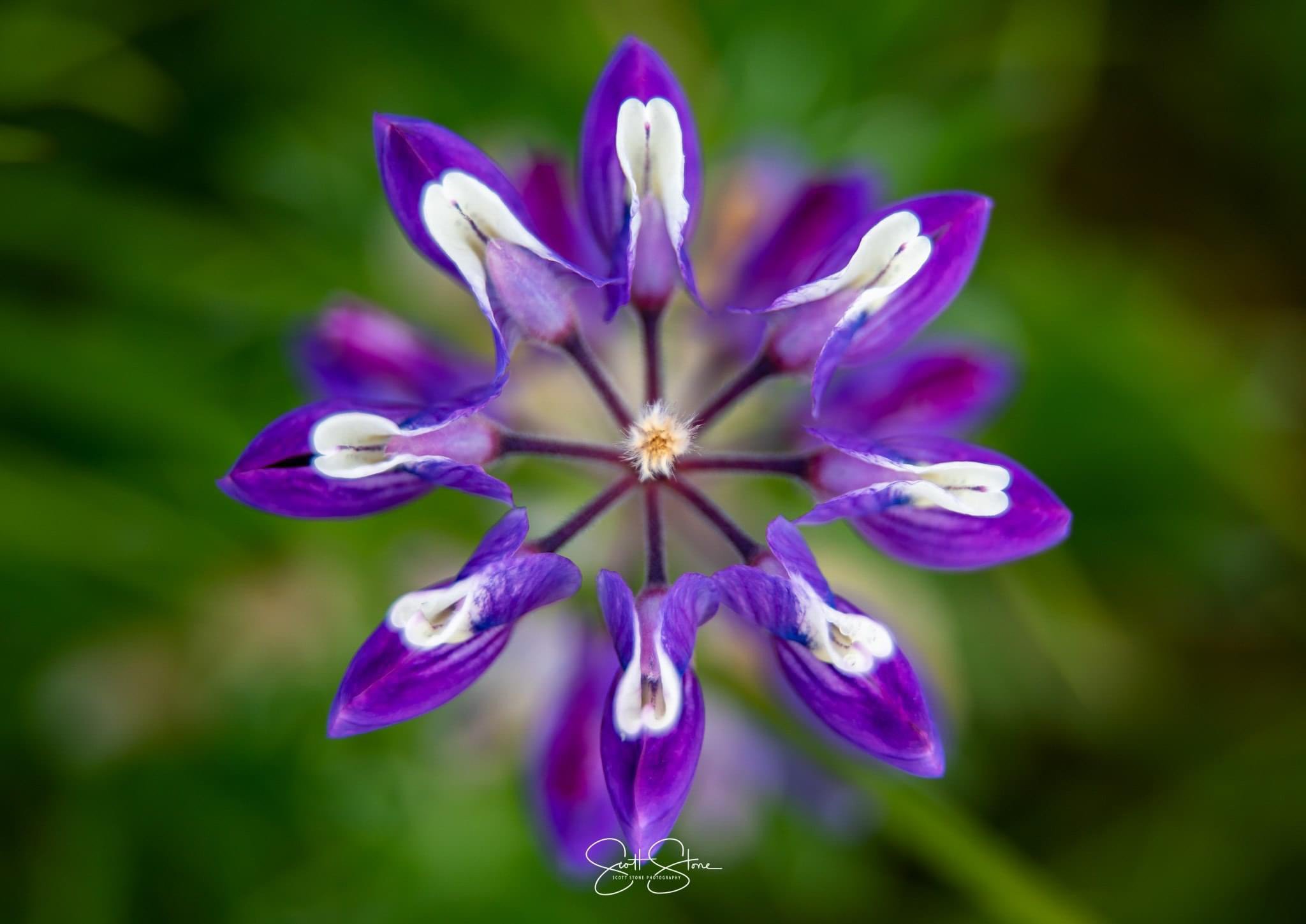Close-up of a purple and white flower with a blurred green background.