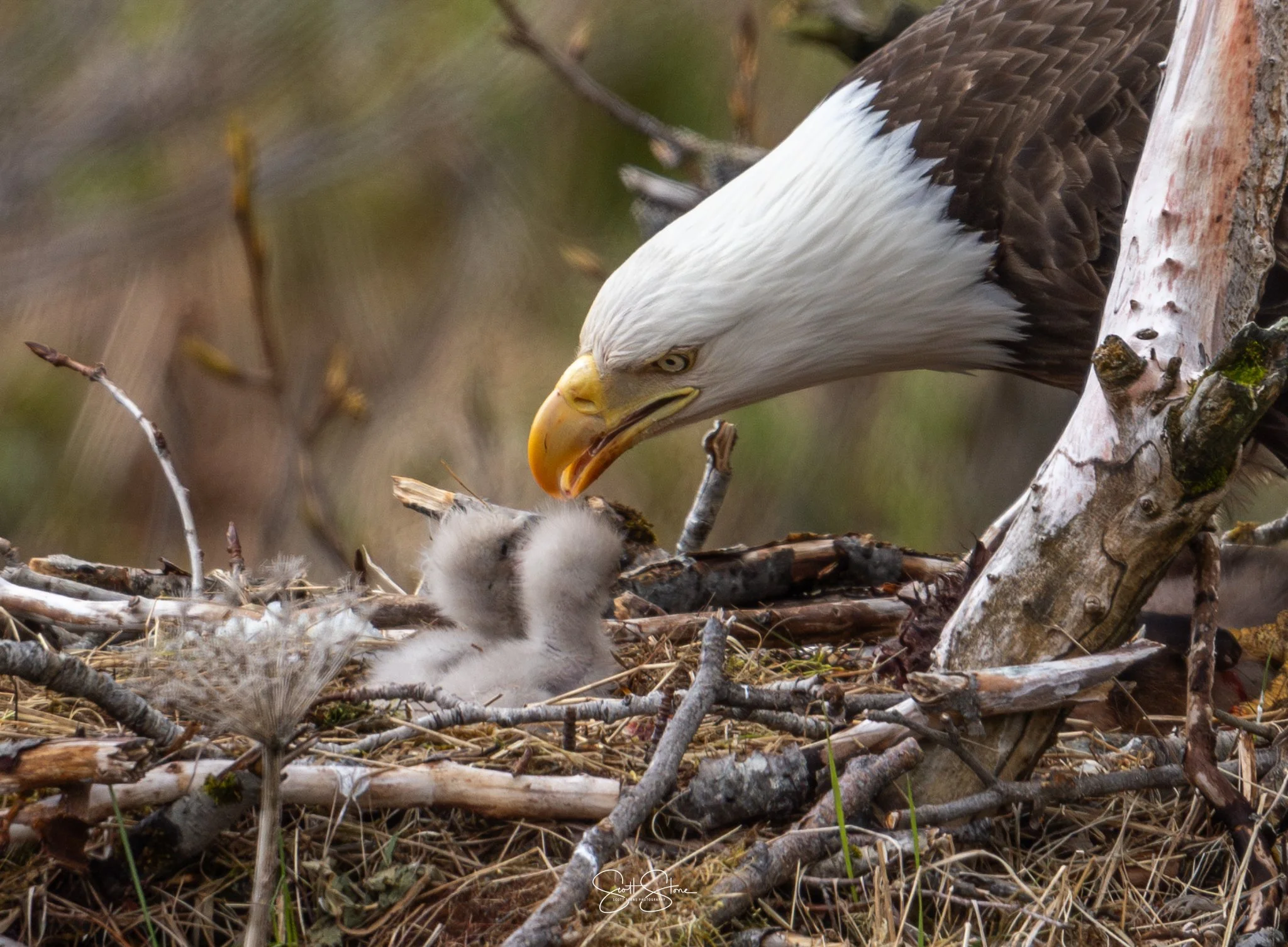 Adult bald eagle feeding two fluffy hatching chicks in a nest made of twigs and branches.