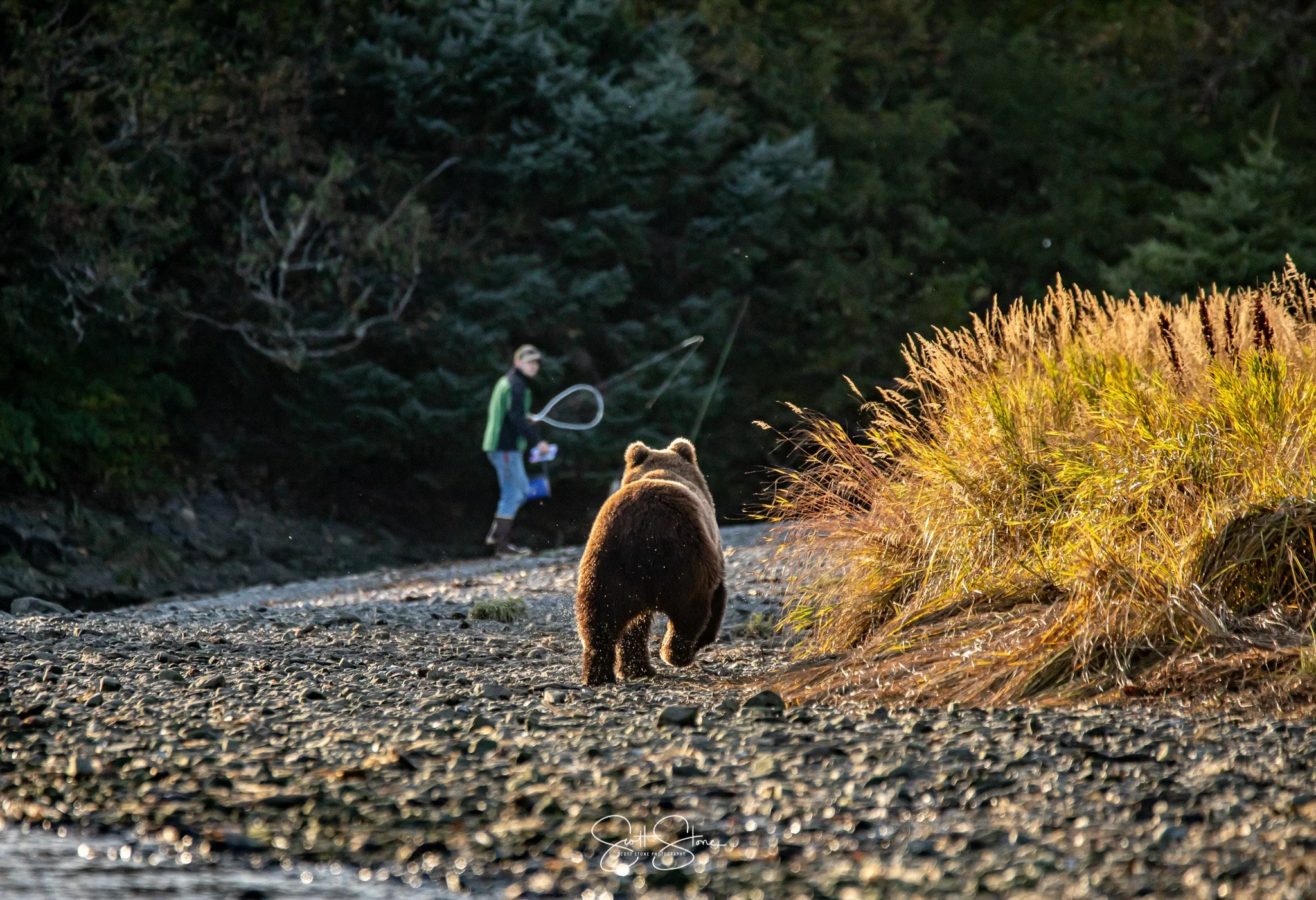 A person fishing in a river with a net, while a bear stands on the rocky shore, surrounded by tall grass and trees in the background.