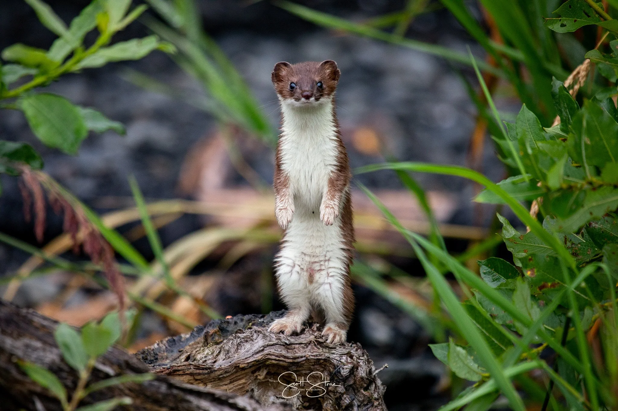 A ferret standing upright on a log surrounded by green plants.