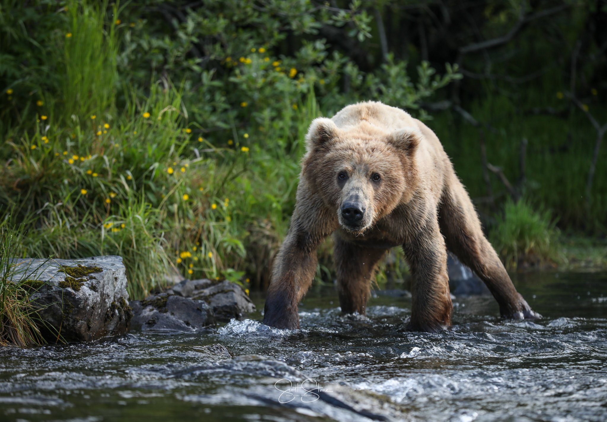 A bear standing in a shallow river surrounded by green trees and grass, with yellow wildflowers nearby.
