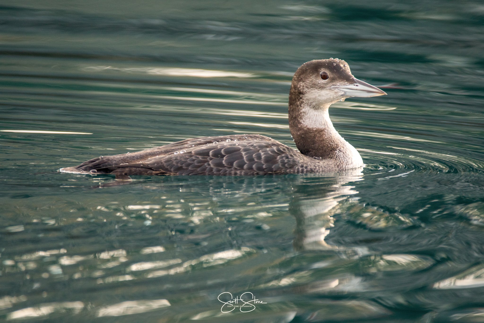 A duck swimming on water, with ripples around it.