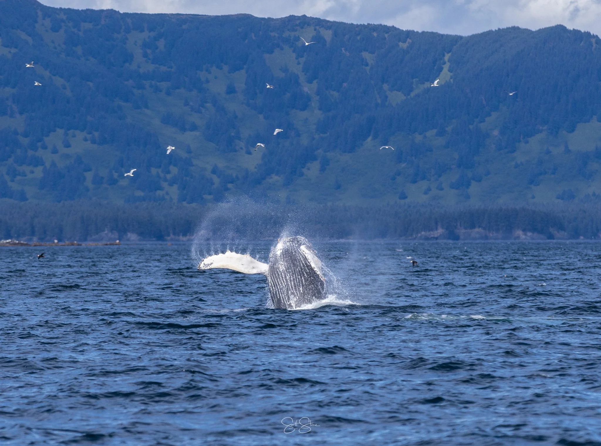 A whale breaching out of the water with a splash, in an ocean with mountains in the background and seagulls flying overhead.