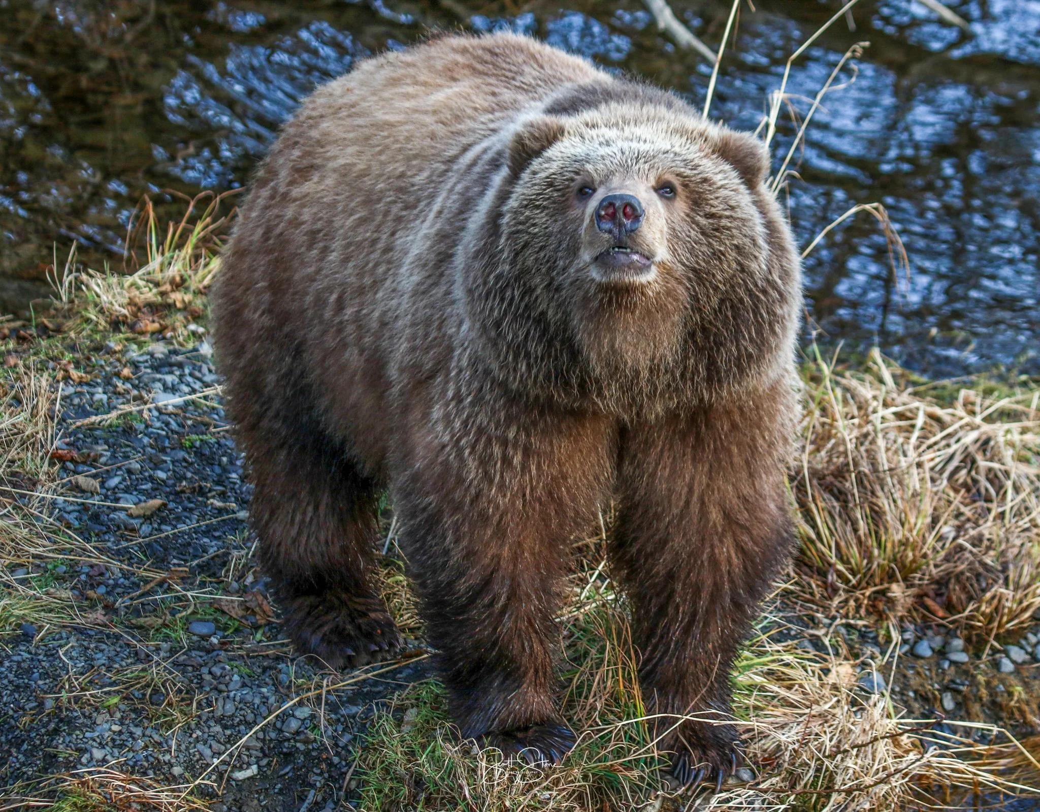 A large brown bear standing on rocky ground near a body of water.