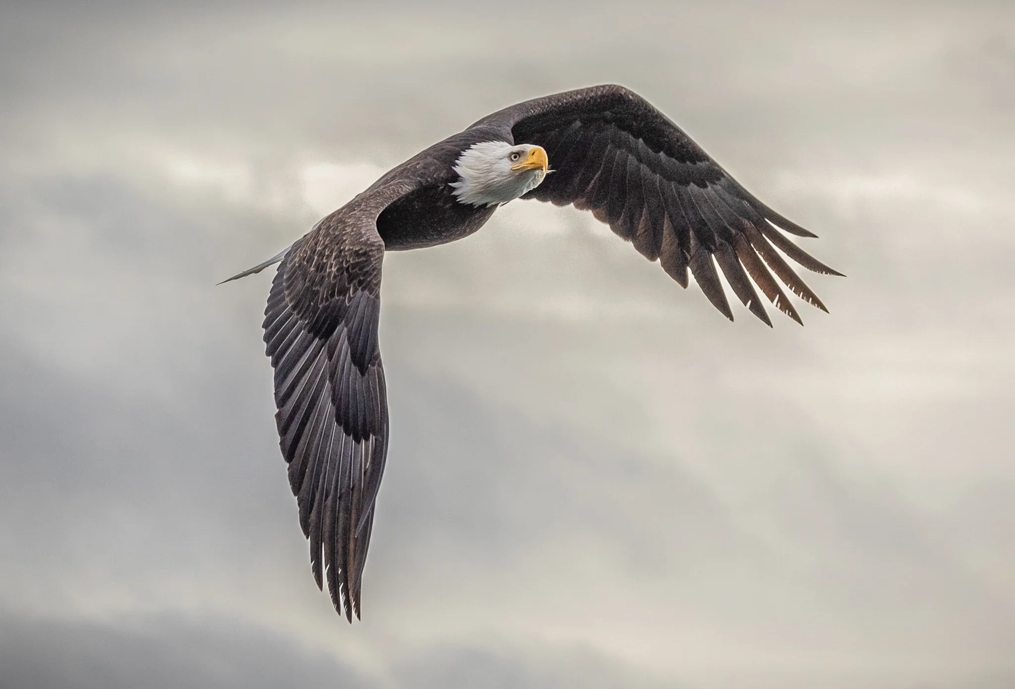 A bald eagle soaring in a cloudy sky with its wings spread wide.