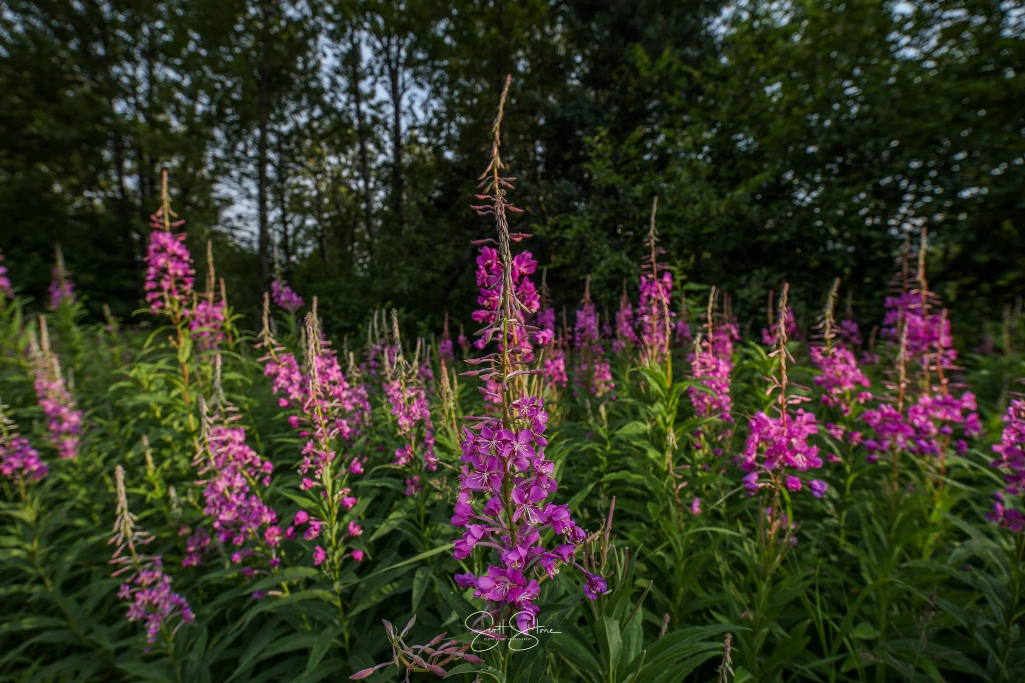 Purple flowers blooming in a green field with trees in the background.