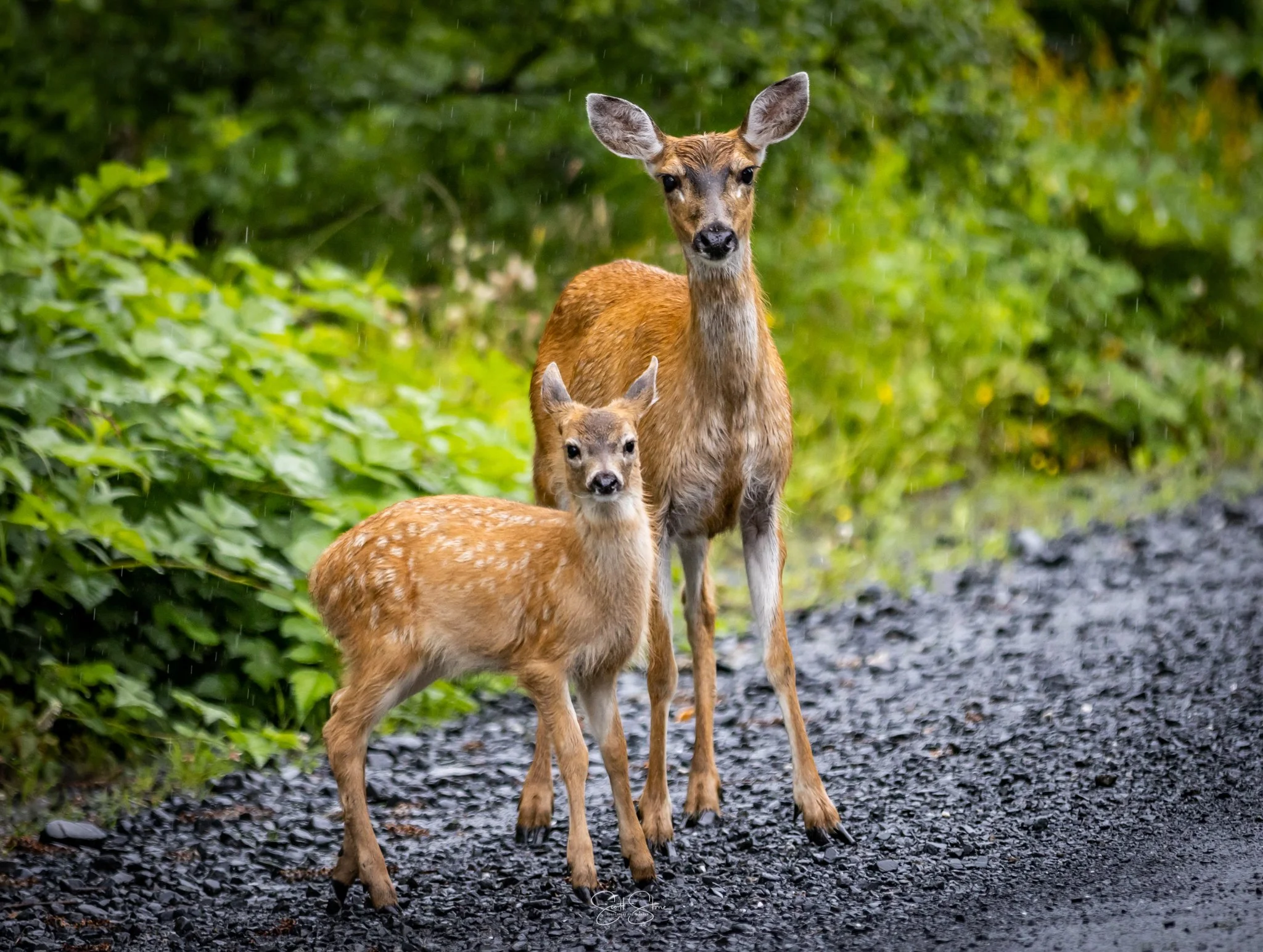 A doe and her fawn standing on a gravel path surrounded by green foliage in a forest.