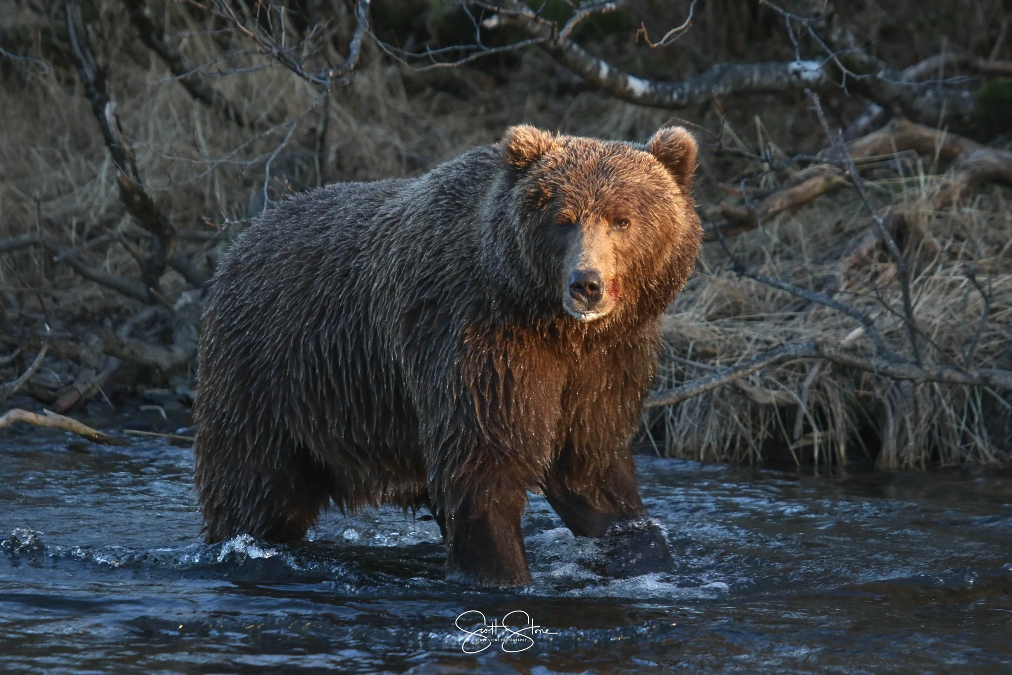 A large brown bear standing in a shallow river during daylight, surrounded by leafless trees and dry grass.