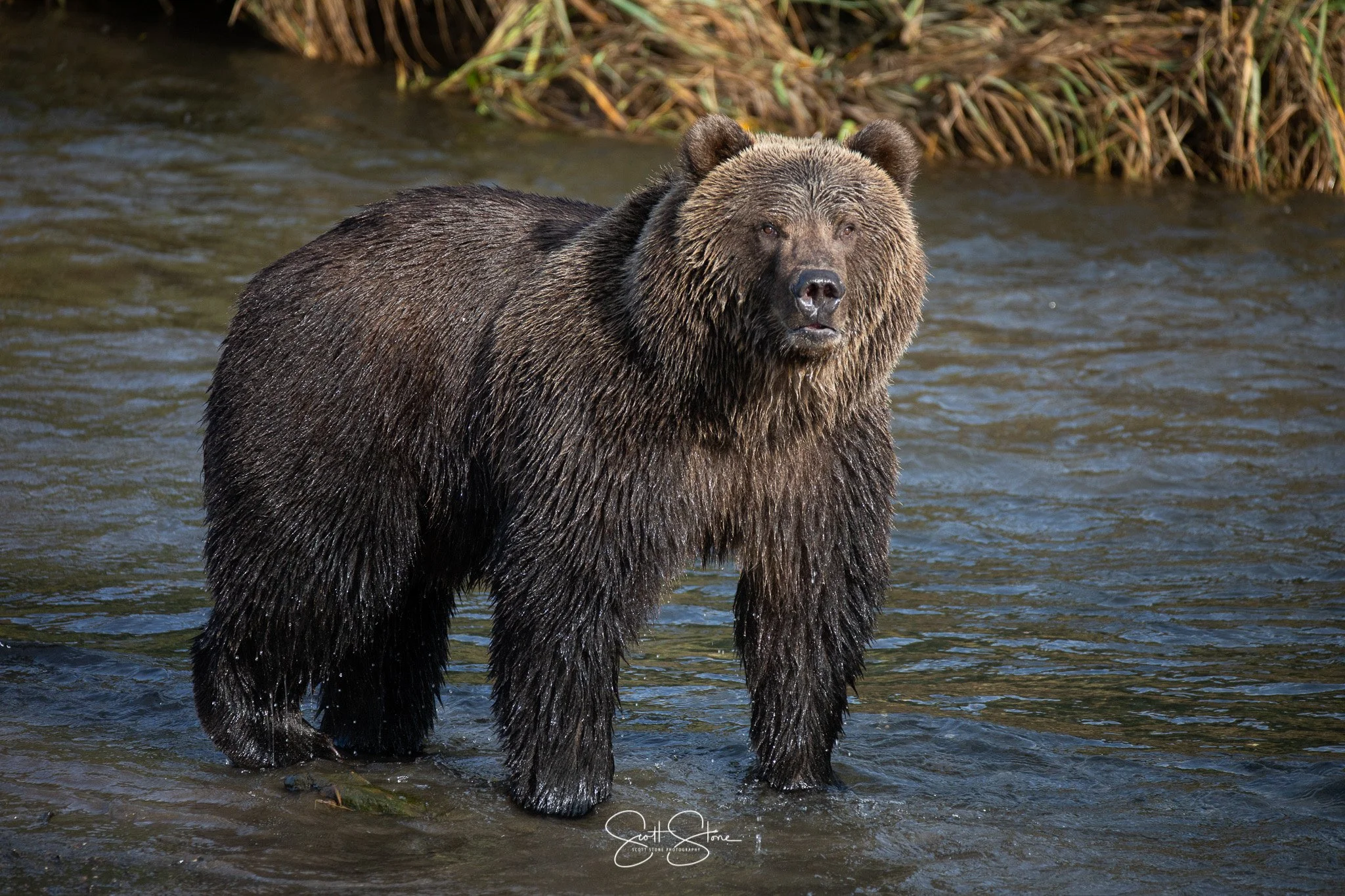 A large brown bear standing in a shallow river, with a backdrop of grass and plants.
