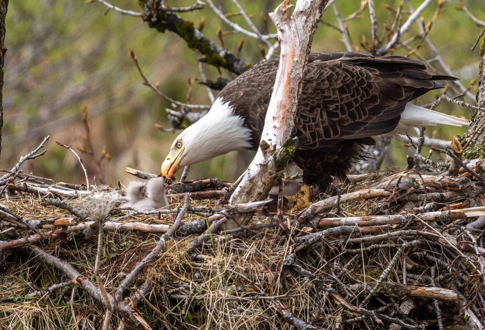 An adult bald eagle feeding a fluffy gray eaglet in its nest among branches and twigs.