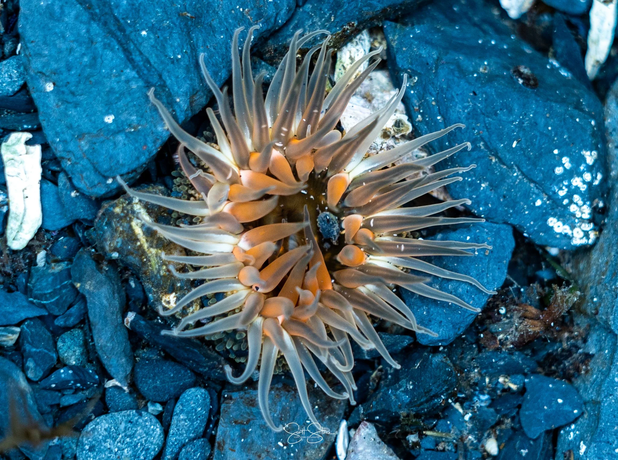 A sea anemone with beige and light brown tentacles on a rocky underwater surface.
