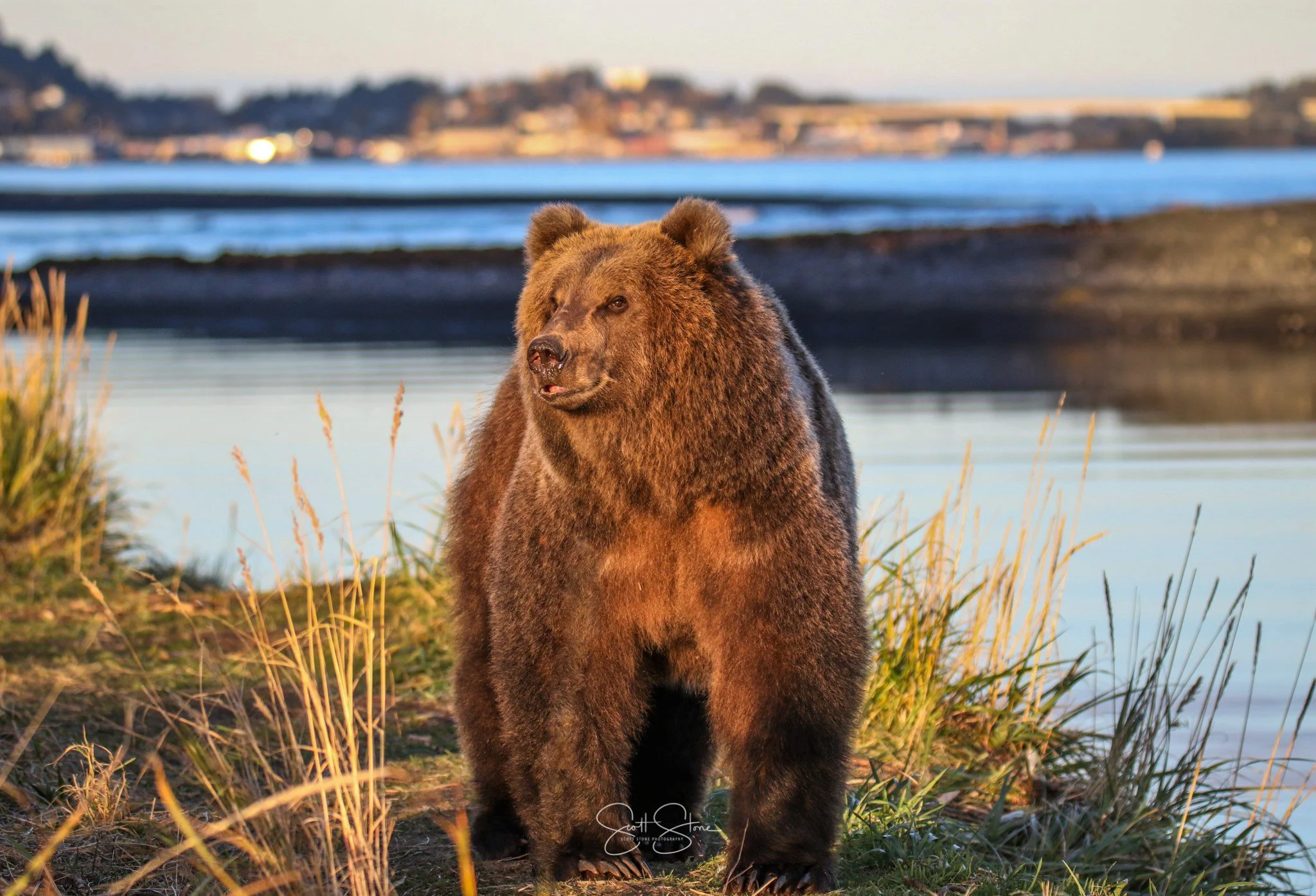 A large brown bear standing on land near water with grass and reeds in the foreground and a blurred cityscape or buildings in the background.