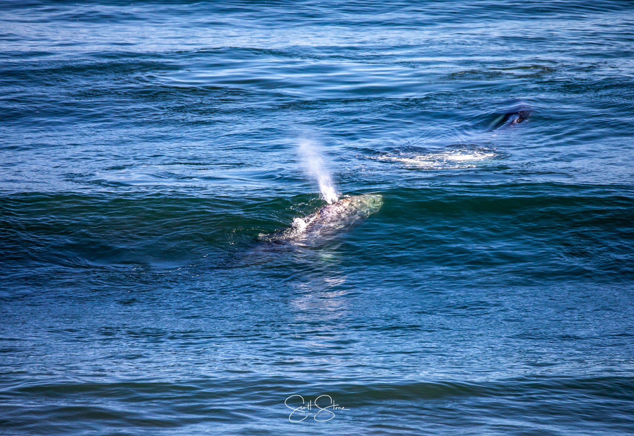 Two whales surfacing and breaching in the ocean, with one whale near the surface blowing water through its blowhole, and the other whale slightly underneath the surface.