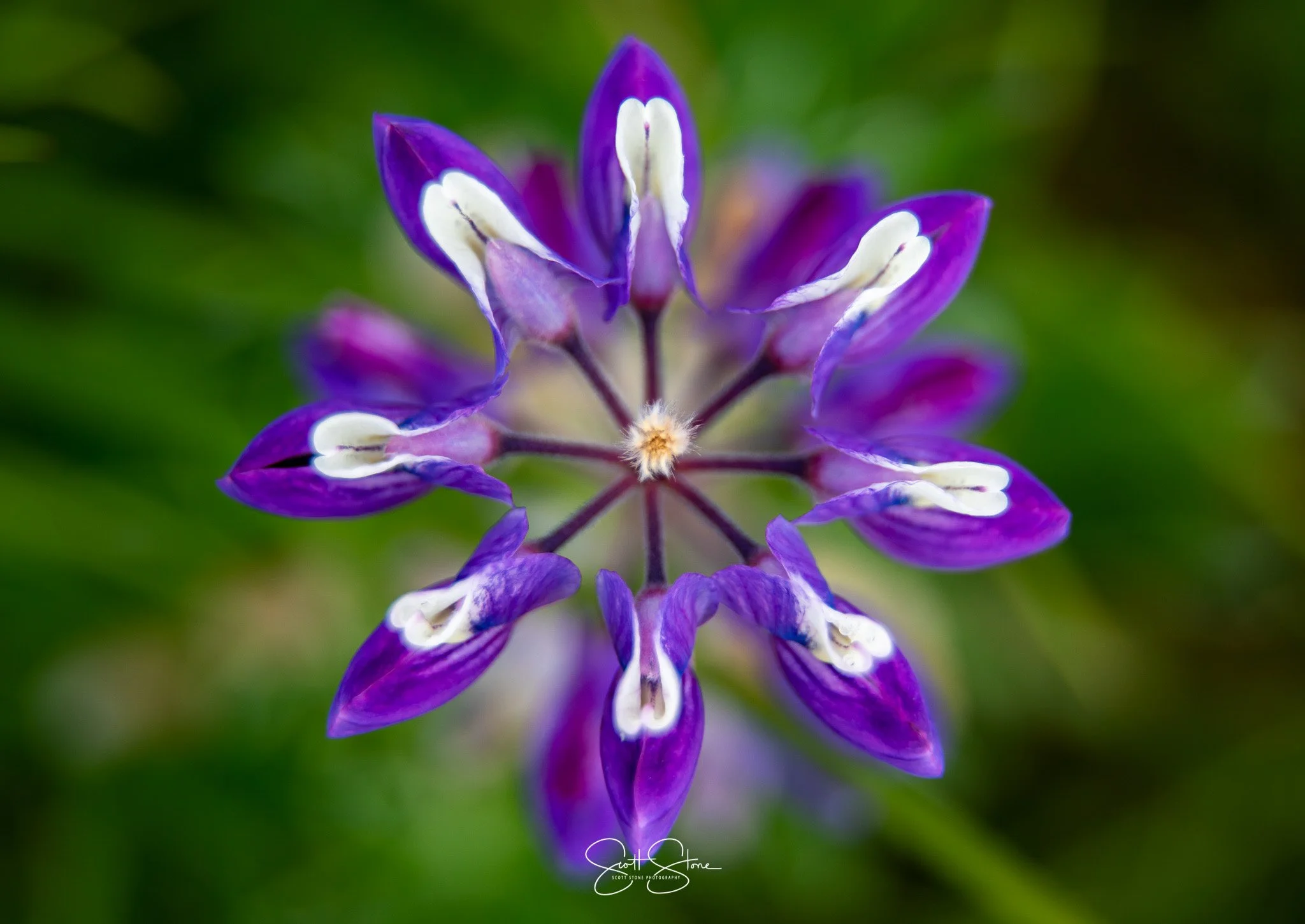 Close-up of a purple and white flower with multiple petals arranged in a circular pattern, against a blurred green background.