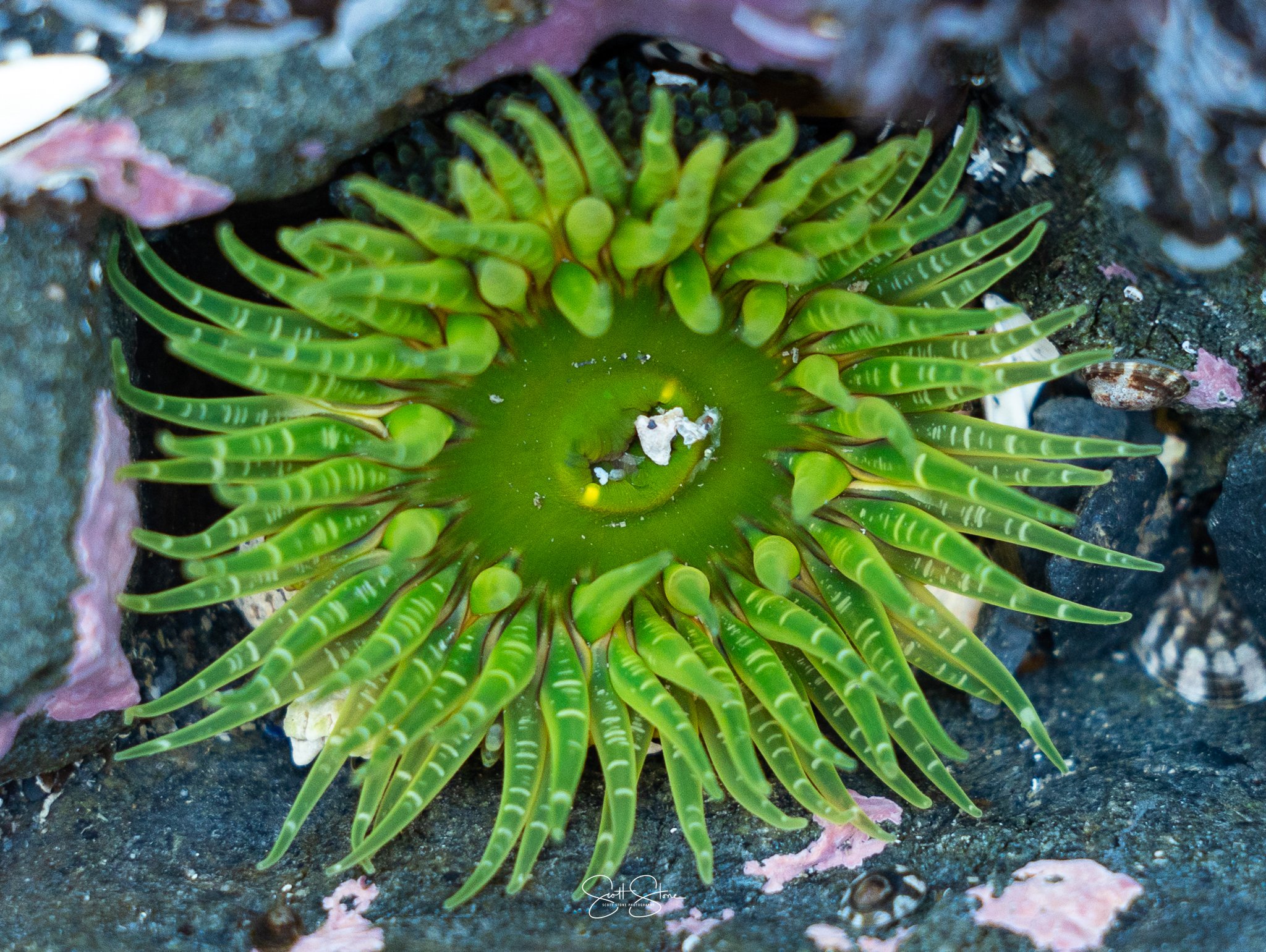 Close-up of a green sea anemone with long, slender tentacles, situated on a rocky surface with some pink and white patches.