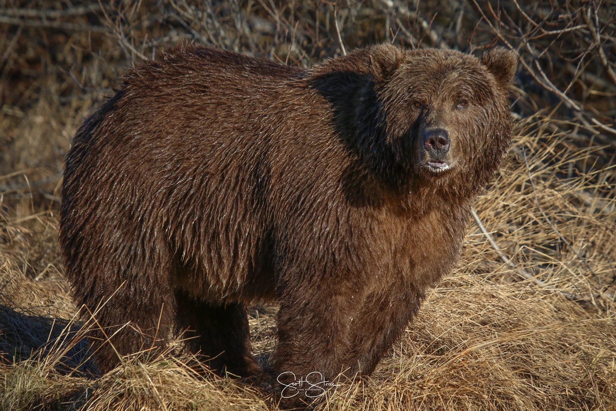 A young brown bear standing on dried grass and shrubs, staring towards the camera in a natural outdoor setting.
