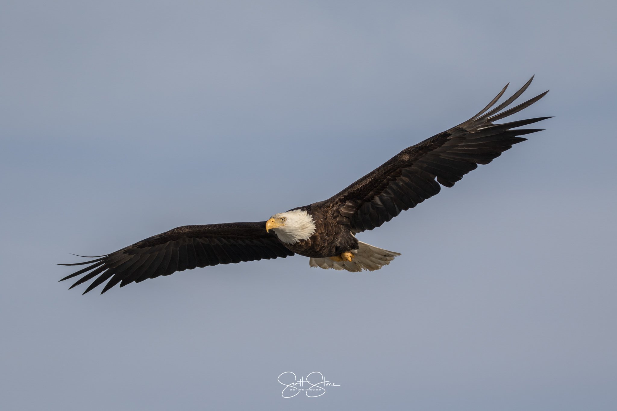A bald eagle flying in the sky with its wings spread wide.