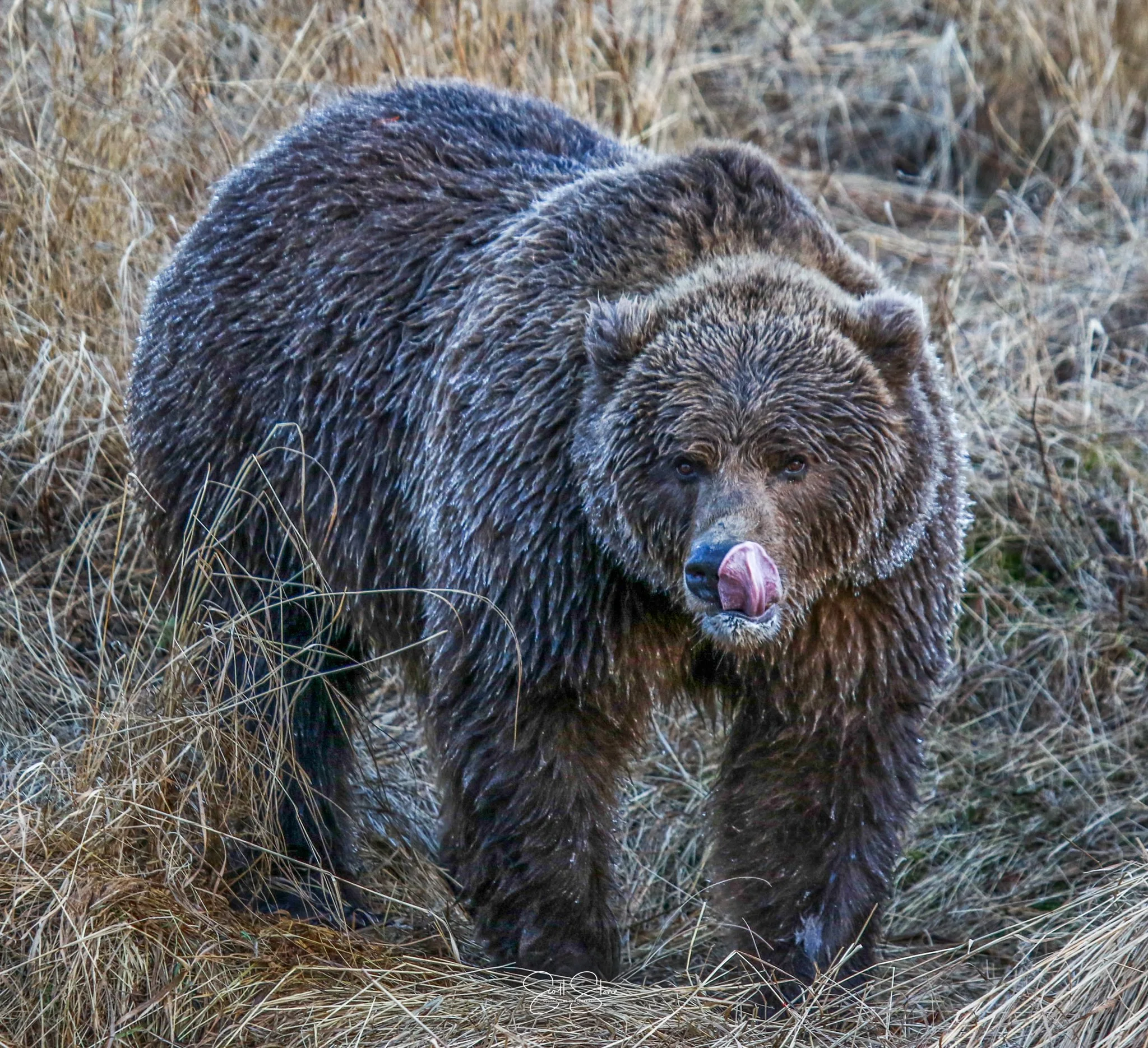 A brown bear standing in tall dry grass, licking its nose with a wet, shiny coat.