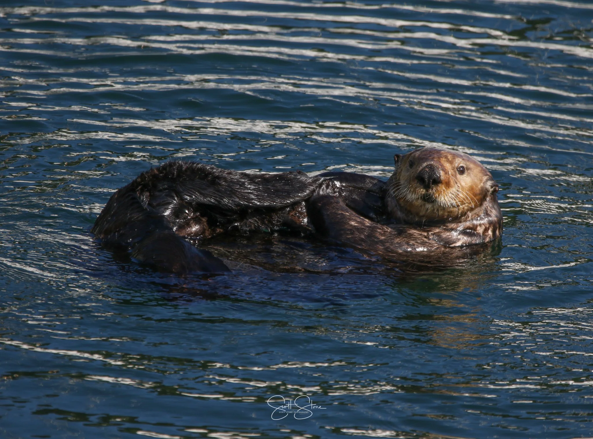 A playful seal holding a black otter in water