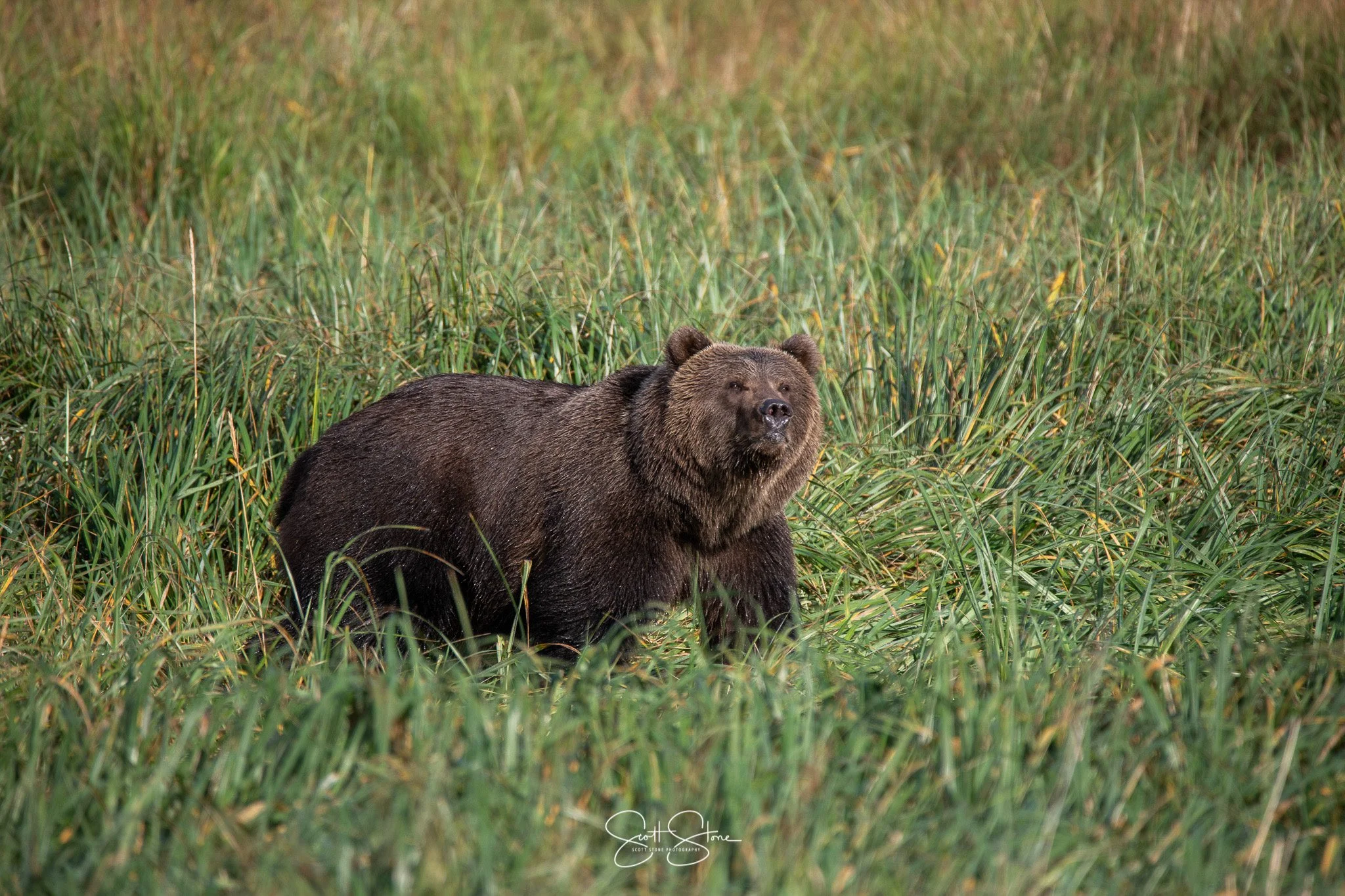 A large brown bear standing in tall, green grass.