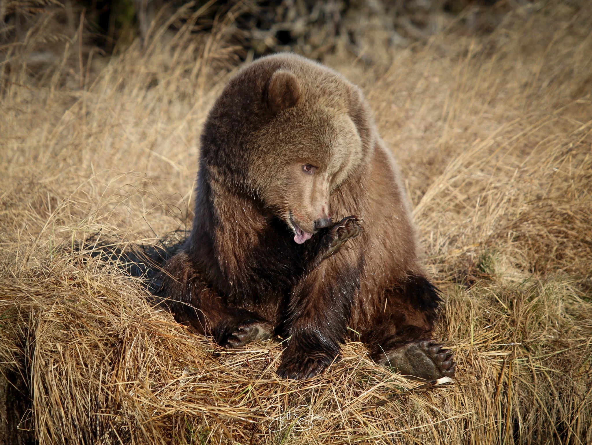 A brown bear sitting in a field of dry grass, licking its paw.