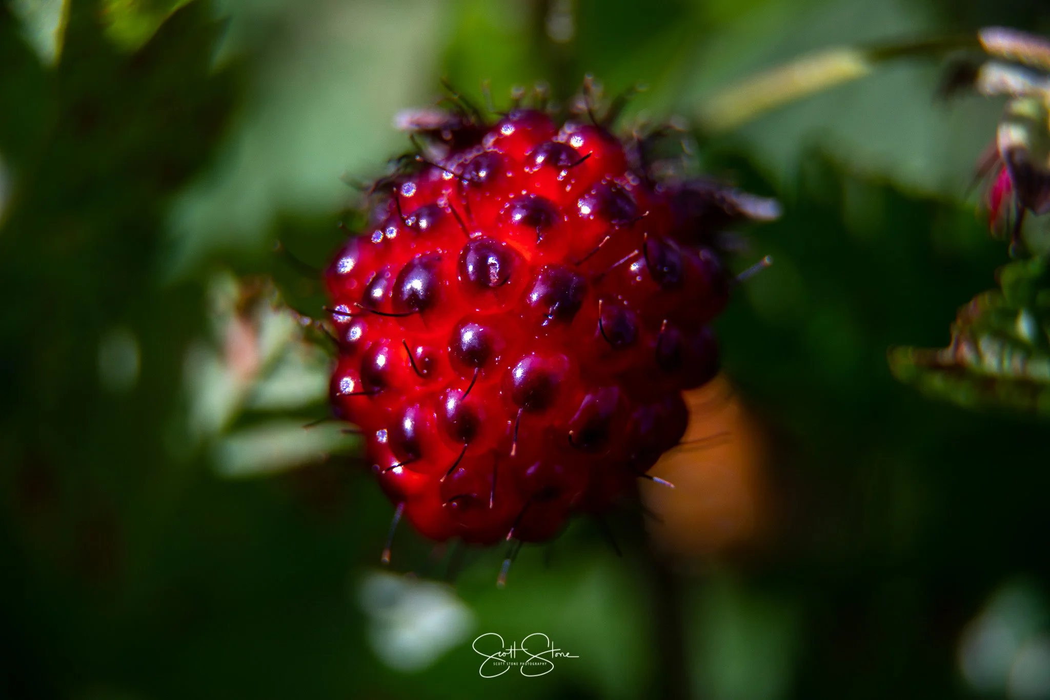 Close-up of a red, spiky berry with black seeds, surrounded by green leaves.