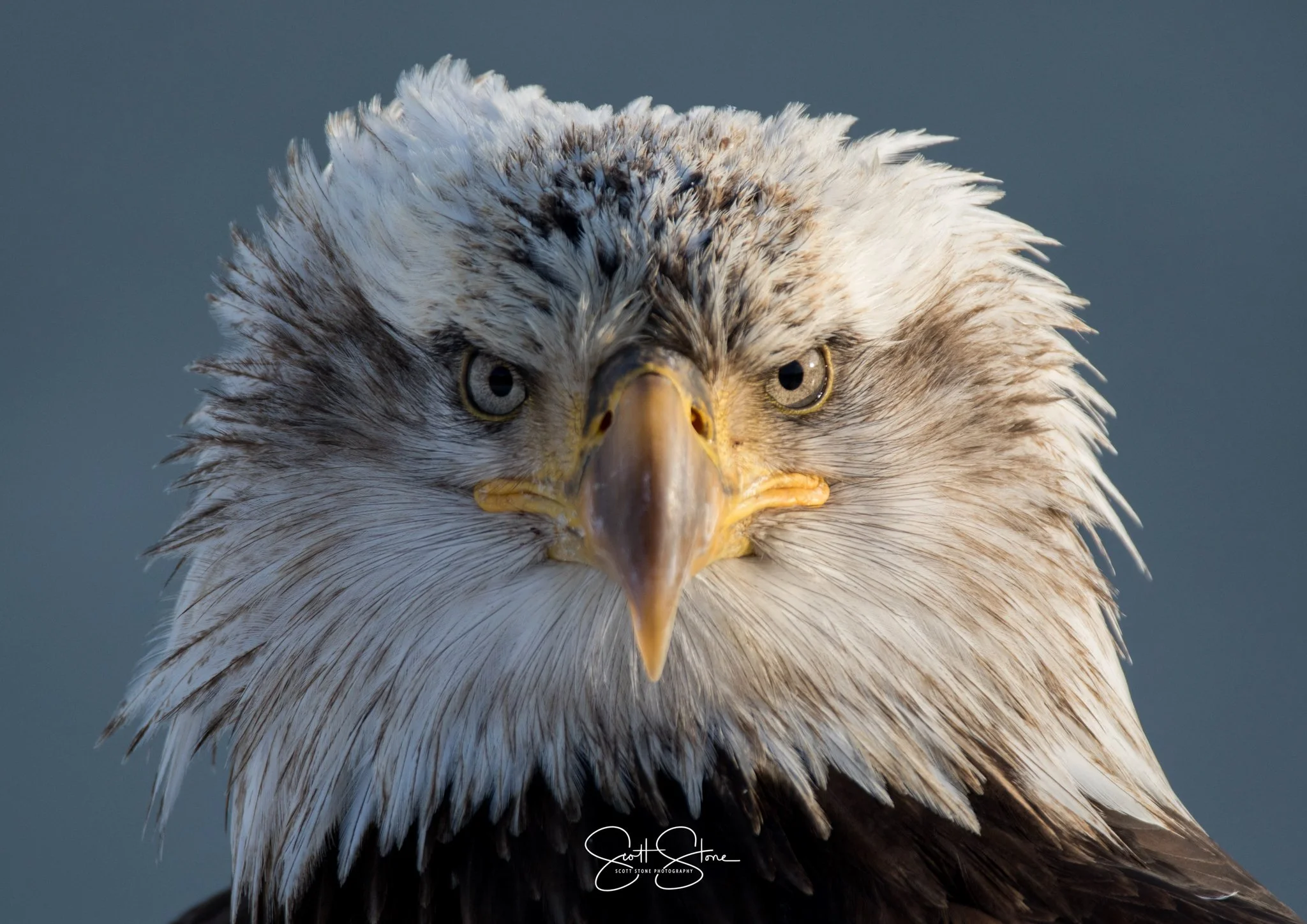 Close-up of a bald eagle's face with piercing eyes and a sharp yellow beak.