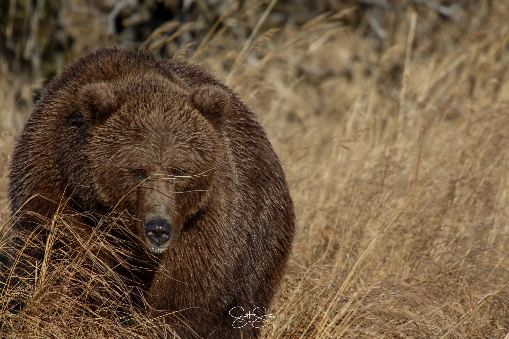 A brown bear walking through tall dry grass in a natural habitat.