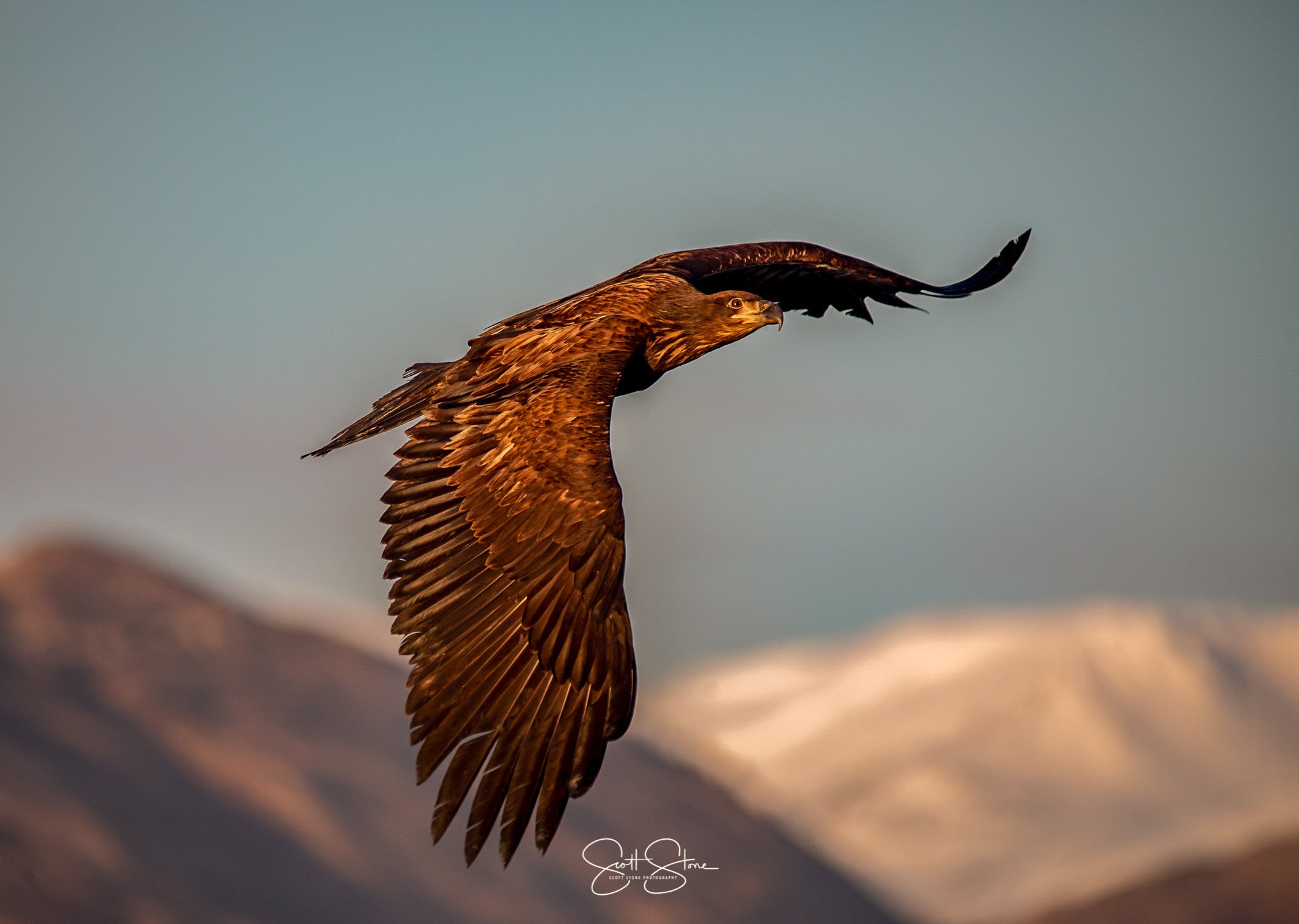 A large bird of prey flying against a backdrop of snow-capped mountains and an overcast sky.