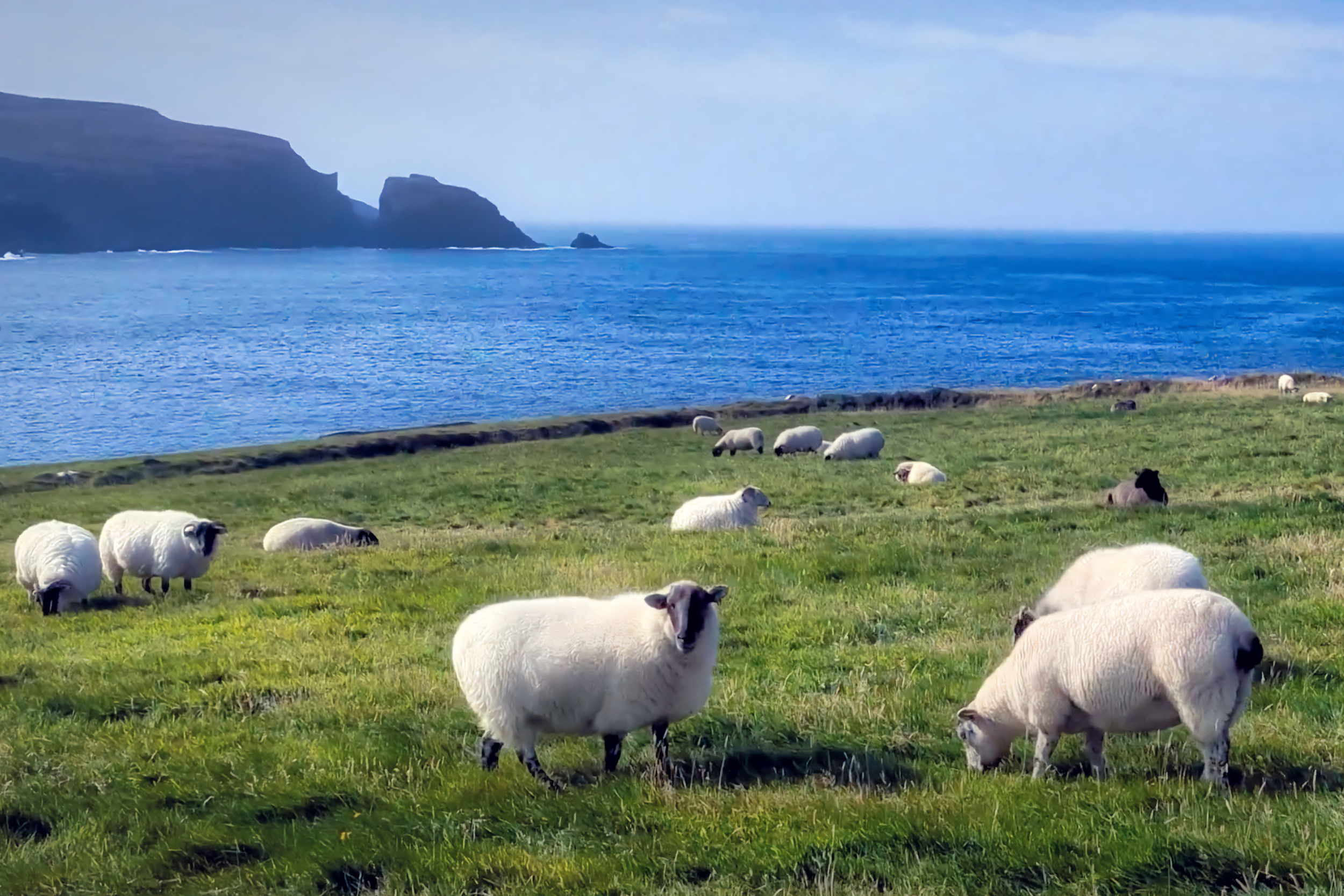 Sheep grazing on green grass near the Irish coast with rocks and cliffs in the background, and the Atlantic Ocean extending to the horizon. Copyright 2026 by Pinky Brand Photography.
