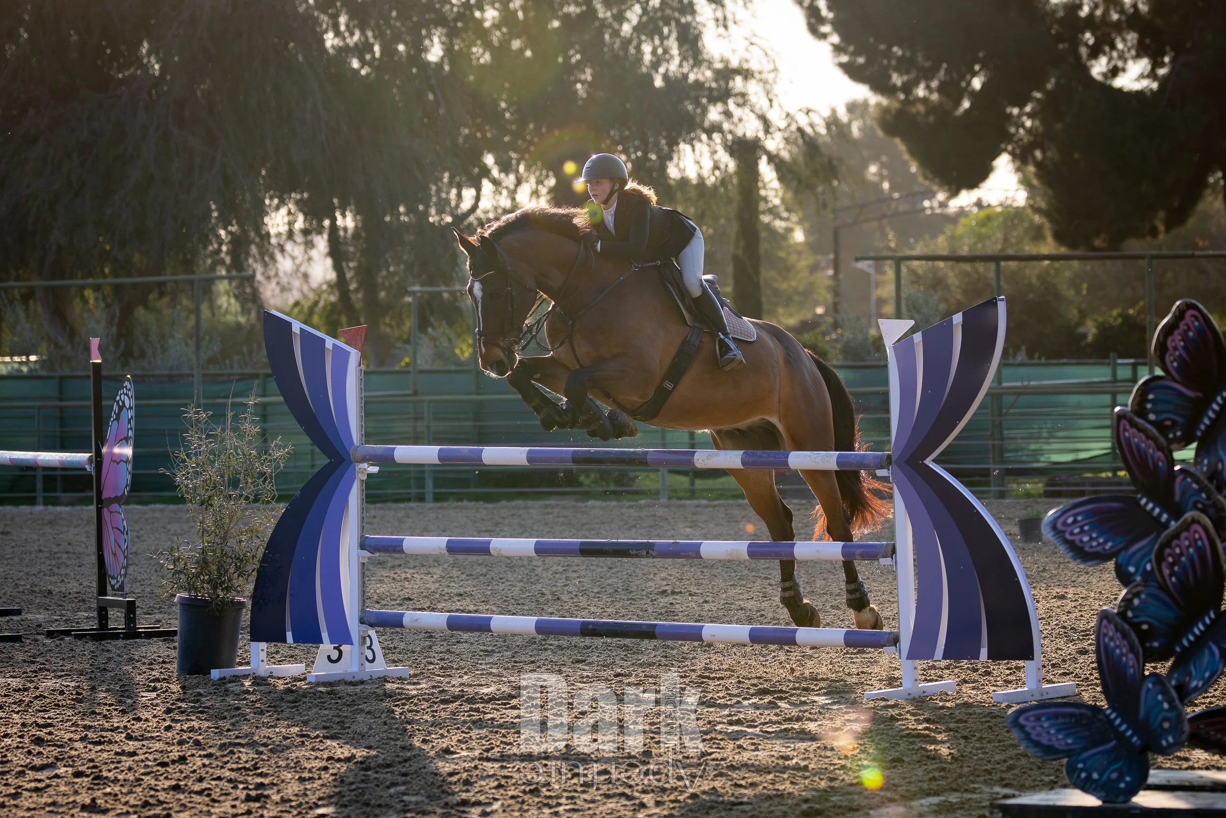 Equine Photography  & Video