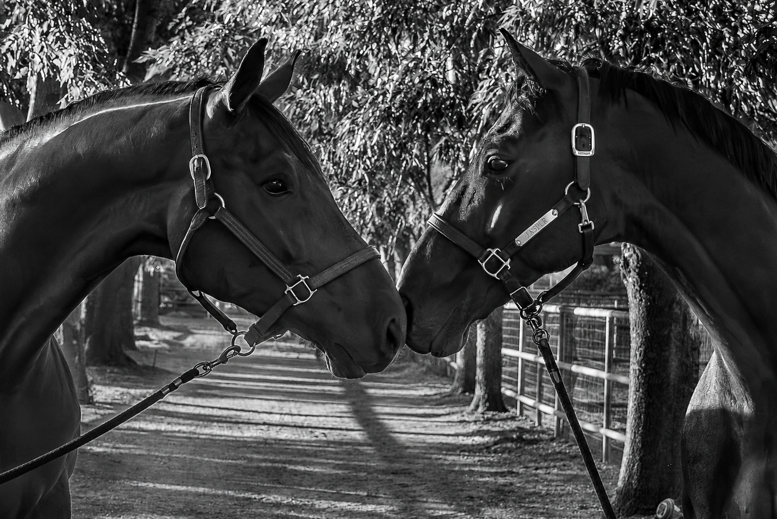 Two horses with bridles touching noses in a black-and-white photo, outdoors near trees and a fence.