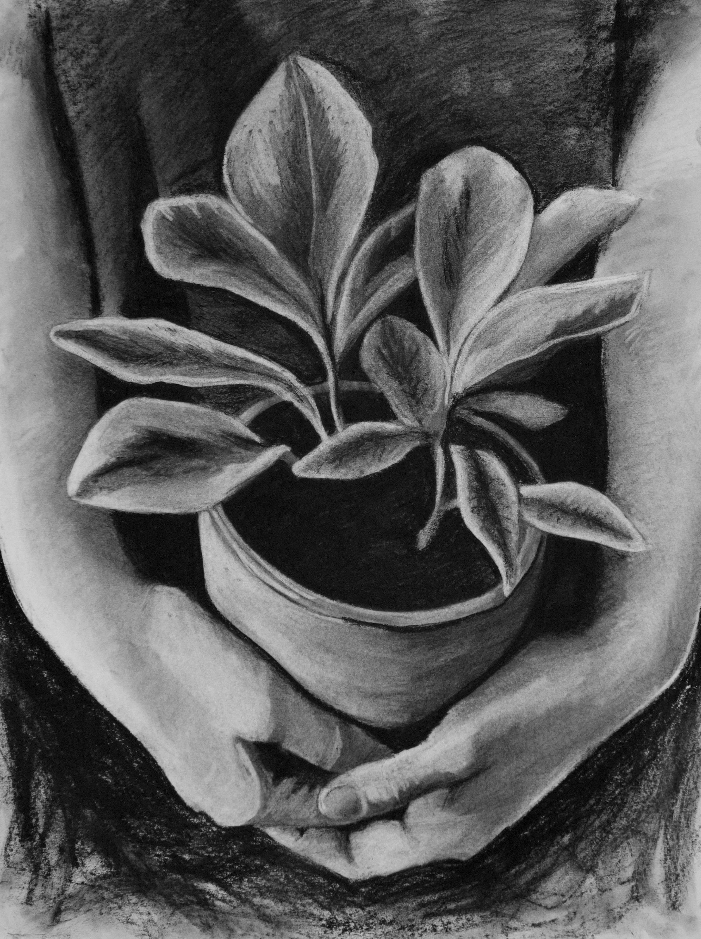 Charcoal Drawings