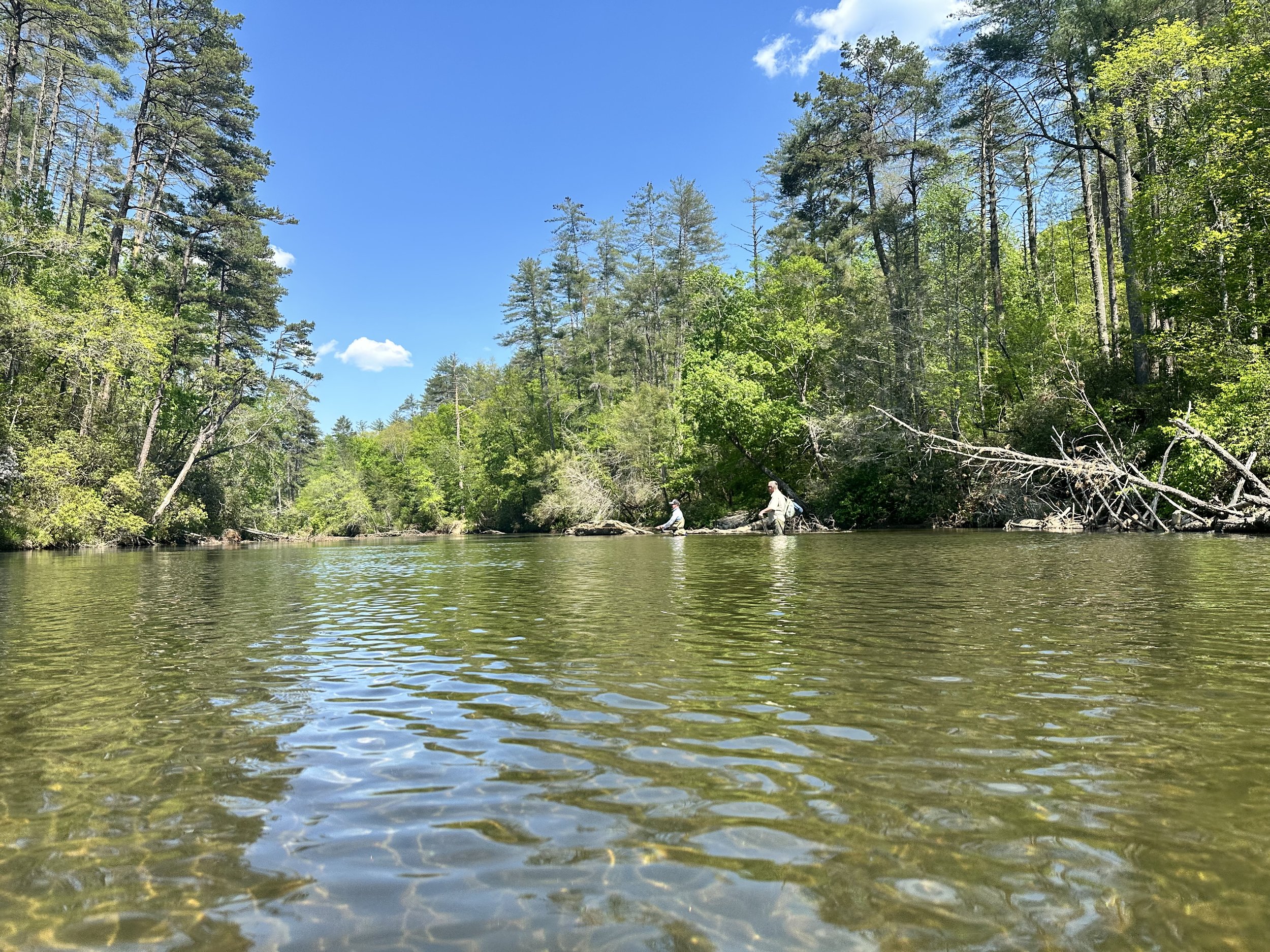 People fishing in a river surrounded by tall pine trees on a sunny day.
