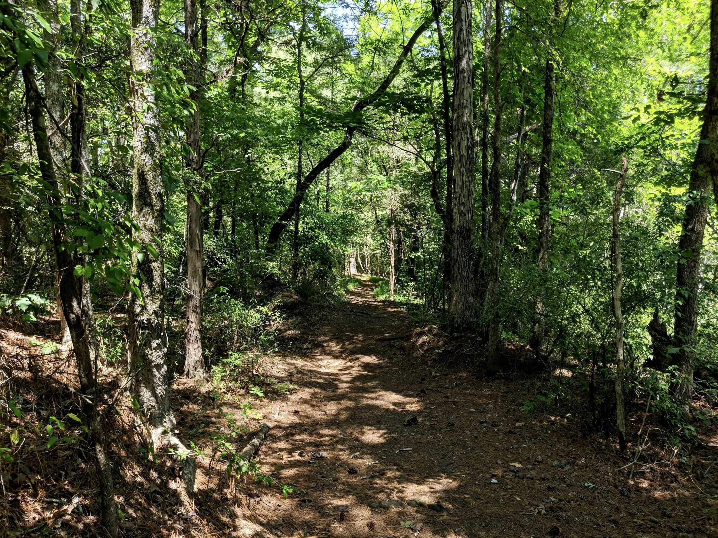 A forest trail surrounded by tall trees with green leaves, sunlight filtering through the canopy, and a dirt path stretching into the distance.