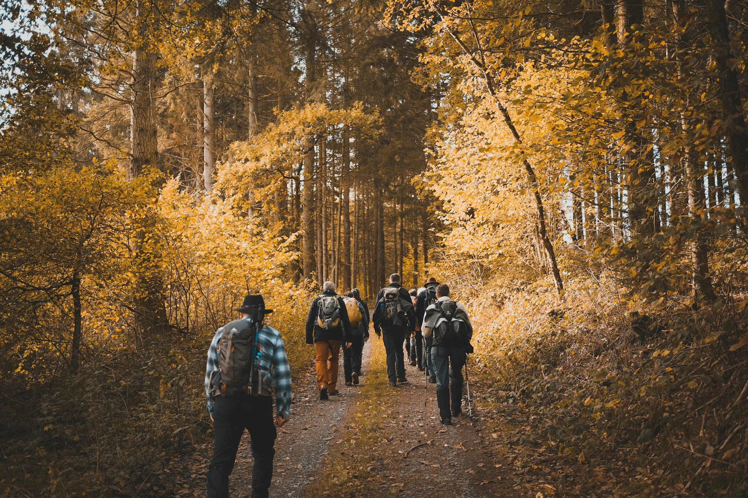 A group of hikers walking along a trail in a forest during autumn, surrounded by trees with yellow leaves.