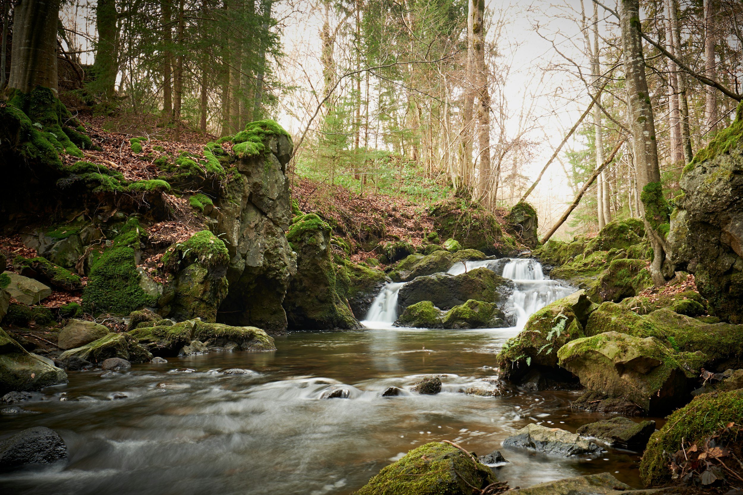 A serene forest stream flowing over moss-covered rocks with trees in the background.