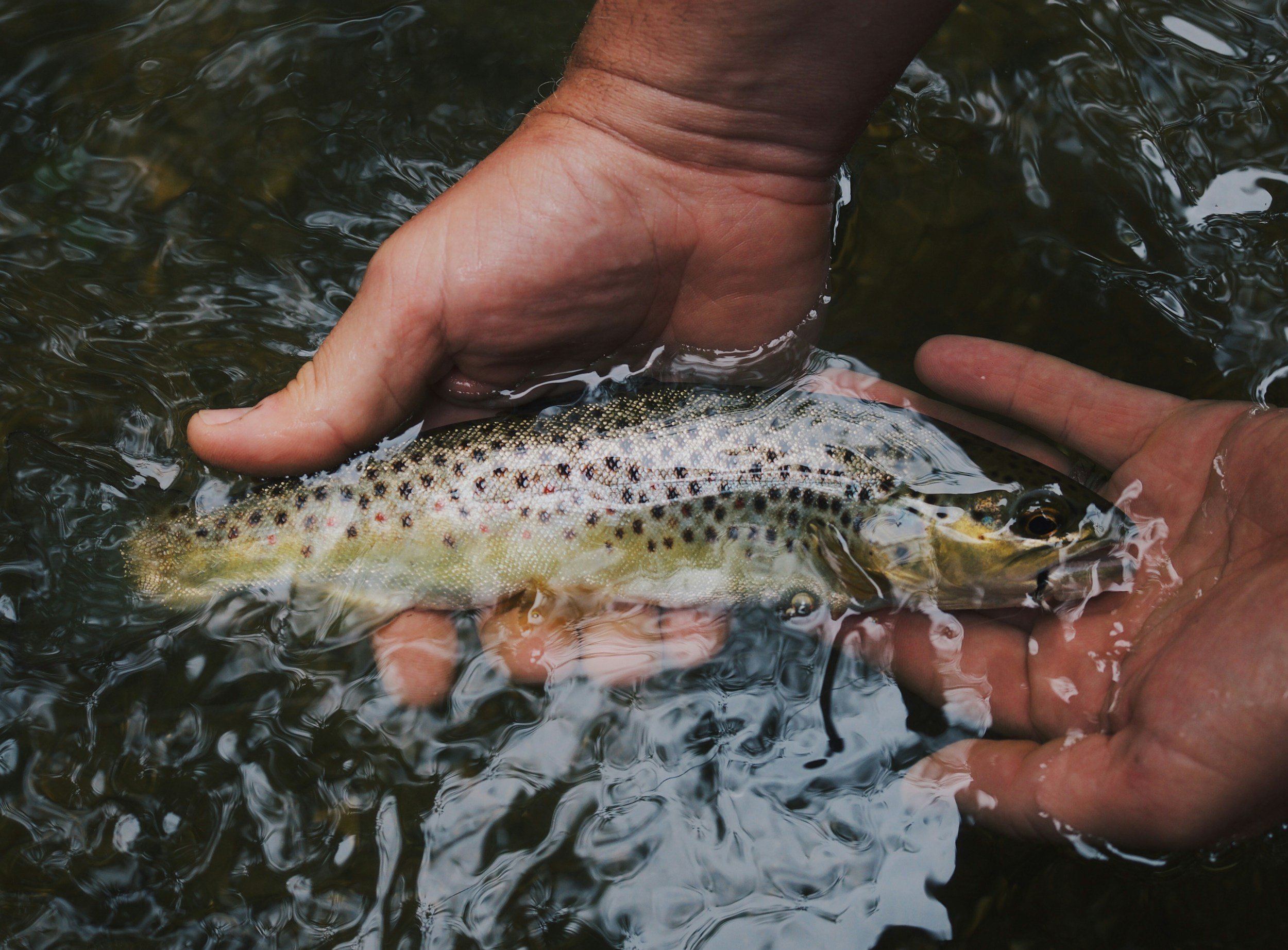 Person releasing a small rainbow trout into a clear stream.