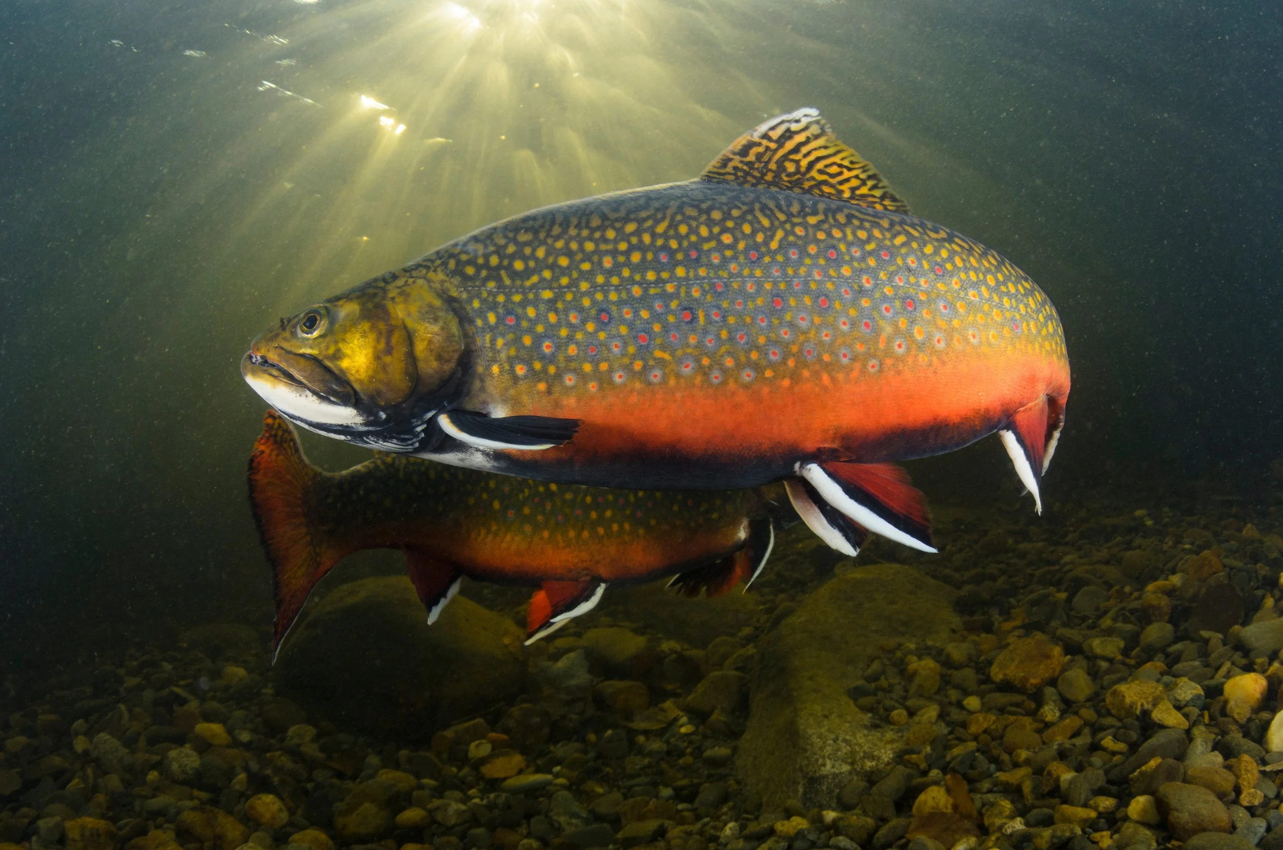 Volunteers Needed for Brook Trout Restoration Projects