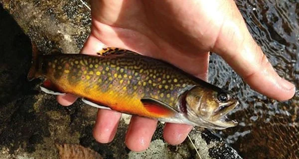 Eastern Brook Trout Joint Venture, EBTJV Project