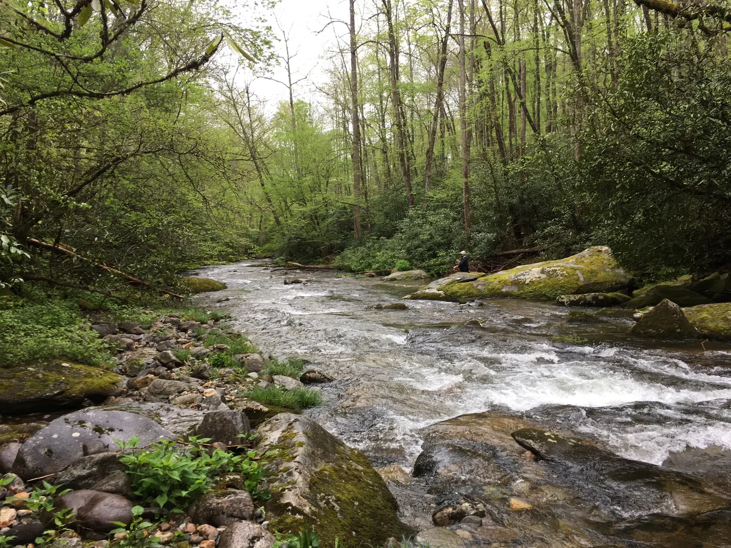 A creek flowing through a lush, green forest with trees overhanging and moss-covered rocks along the shoreline, and a person sitting on a large rock near the water.