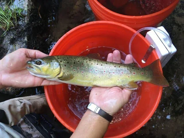 A person holding a live rainbow trout fish over a red bucket, with a fishing lure and water in the background.